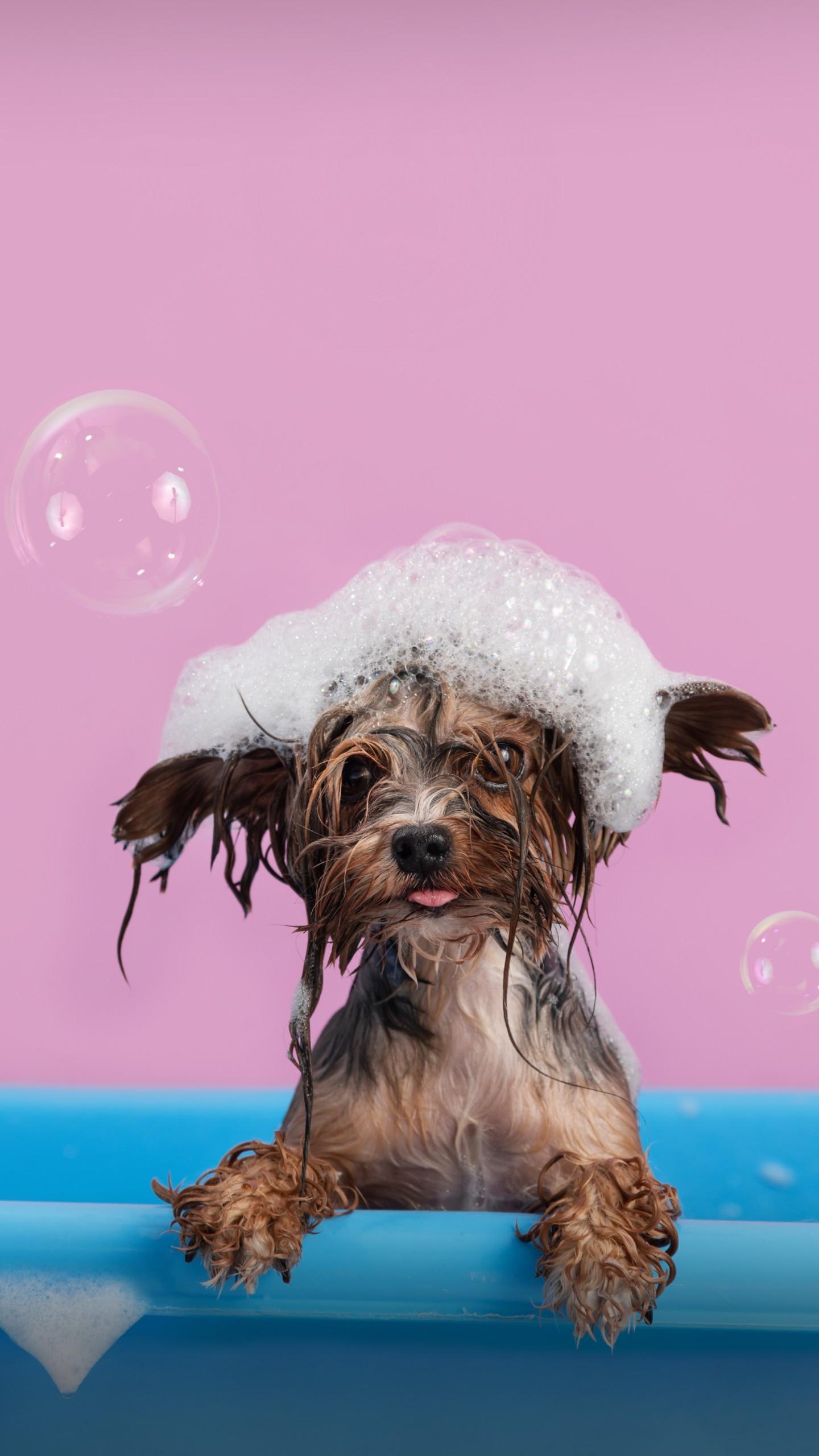 TikTok Video of Dog's 'Betrayed' Look in Shower Goes Viral