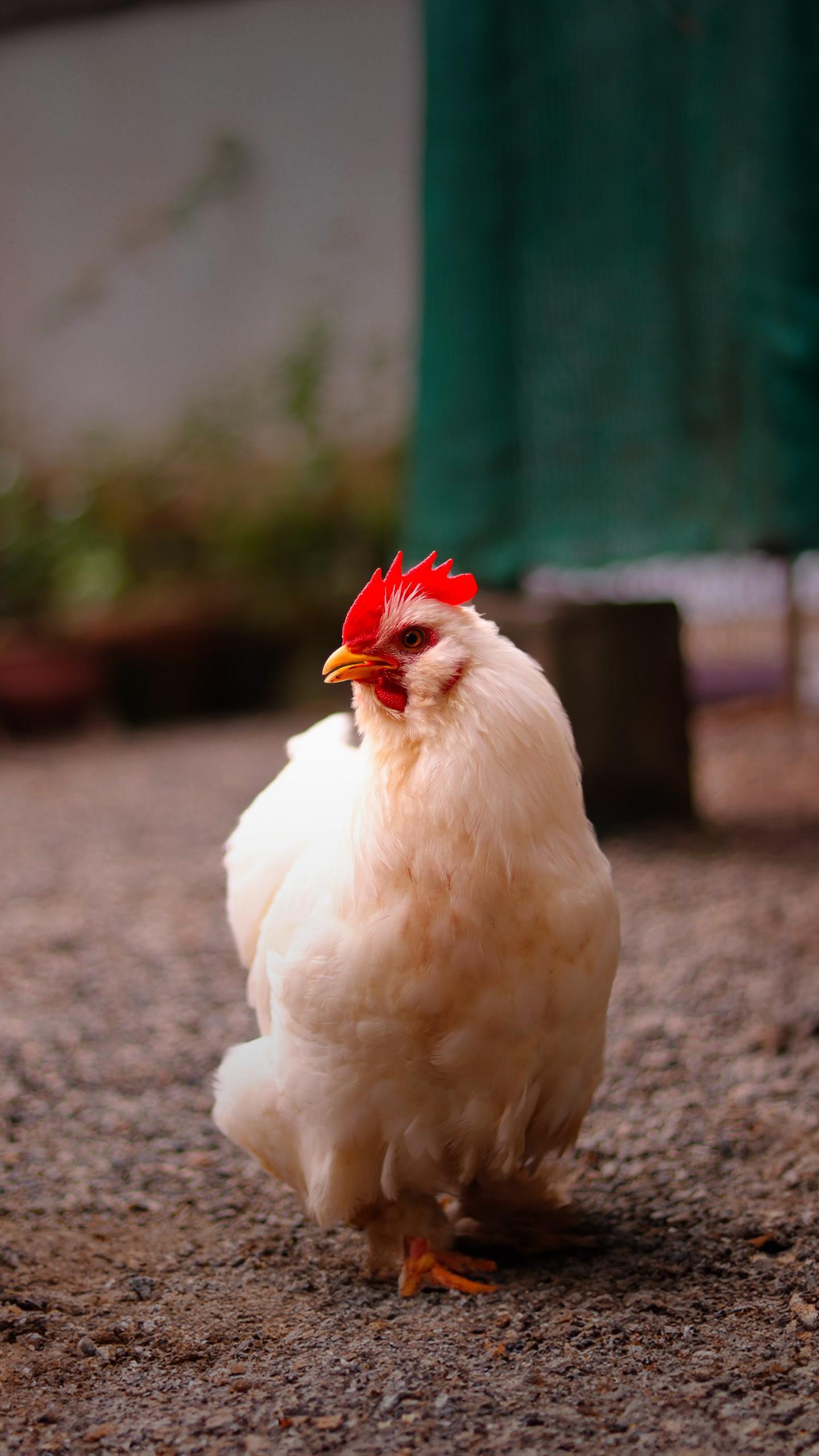 Bird Flu Outbreak Prompts Poultry Culling Near Hallow