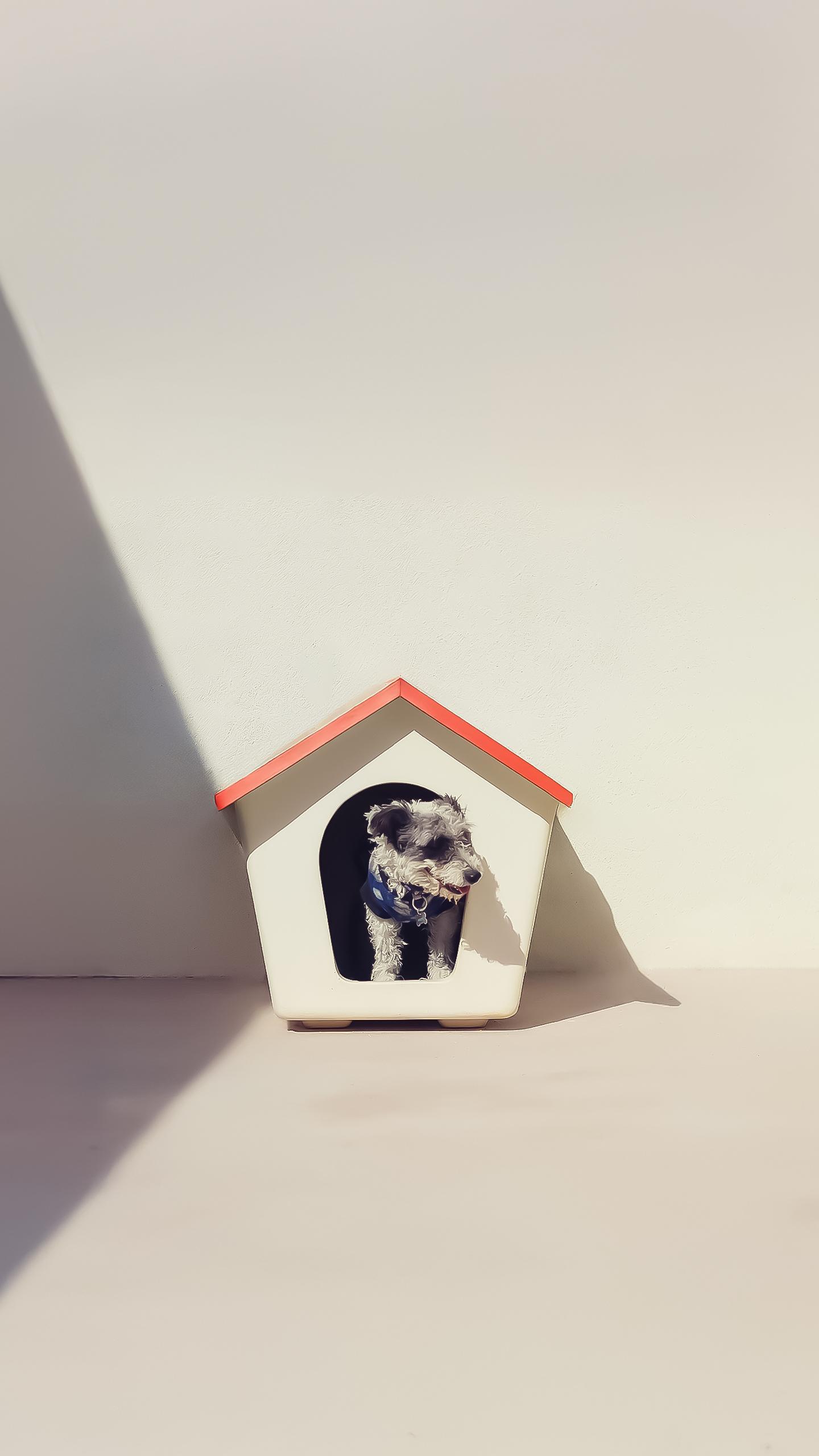 Dog Returned to Shelter After One Hour Due to Bad Breath