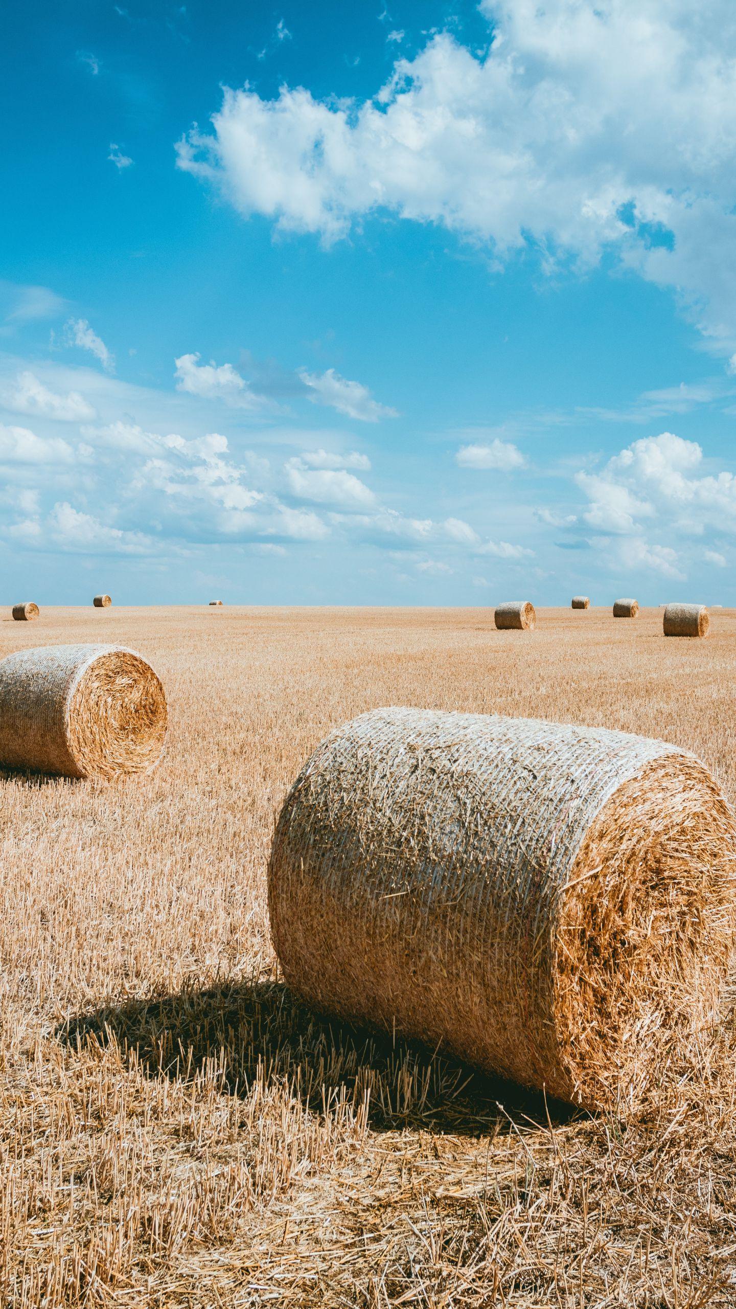 University of Florida Students Merge Art and Agriculture in Innovative Hay Bale Exhibit