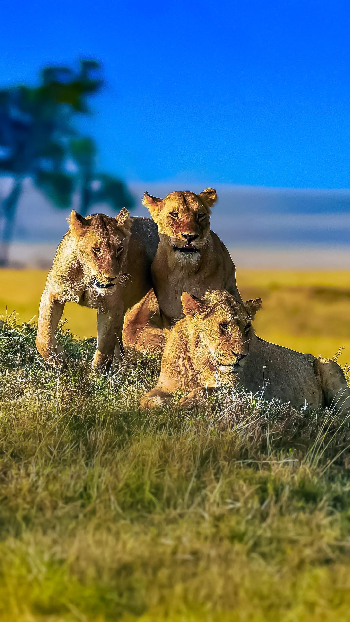 New Zealand Wildlife Sanctuary Euthanizes Lions Amid Financial Struggles