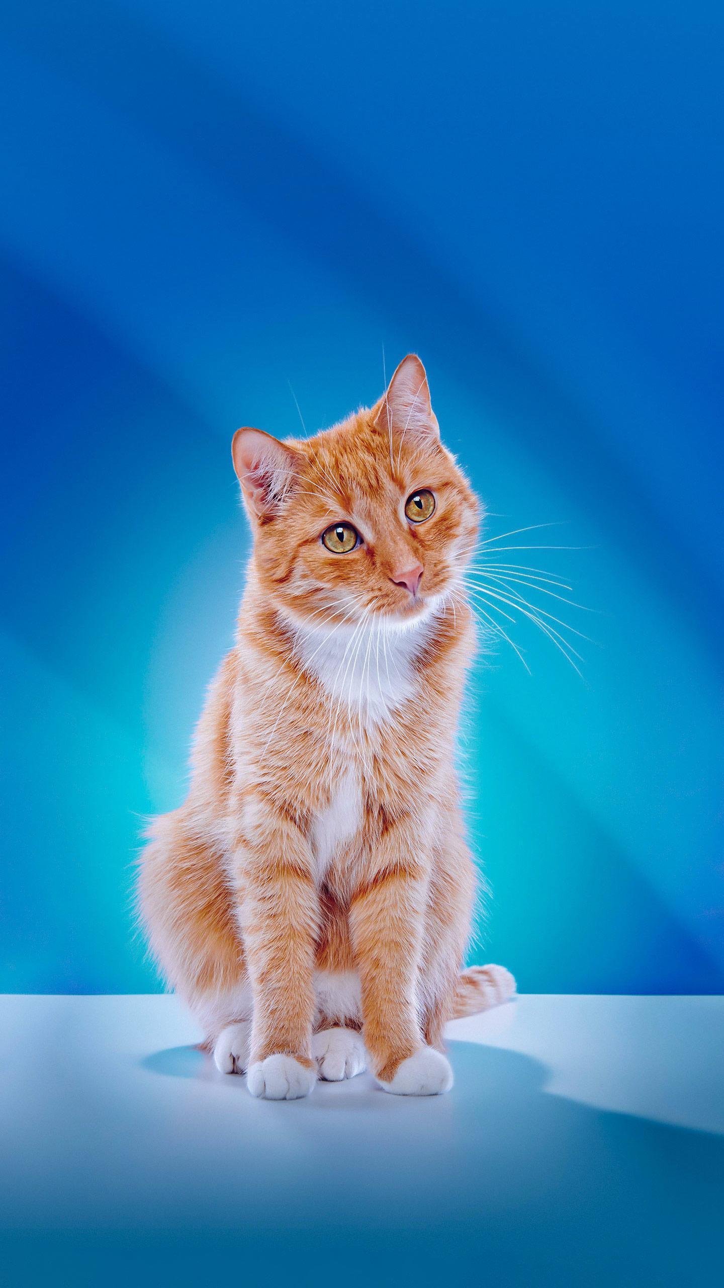 Veterinary Office Sends Sympathy Card for Alive Cat, Amusing Owner and Internet