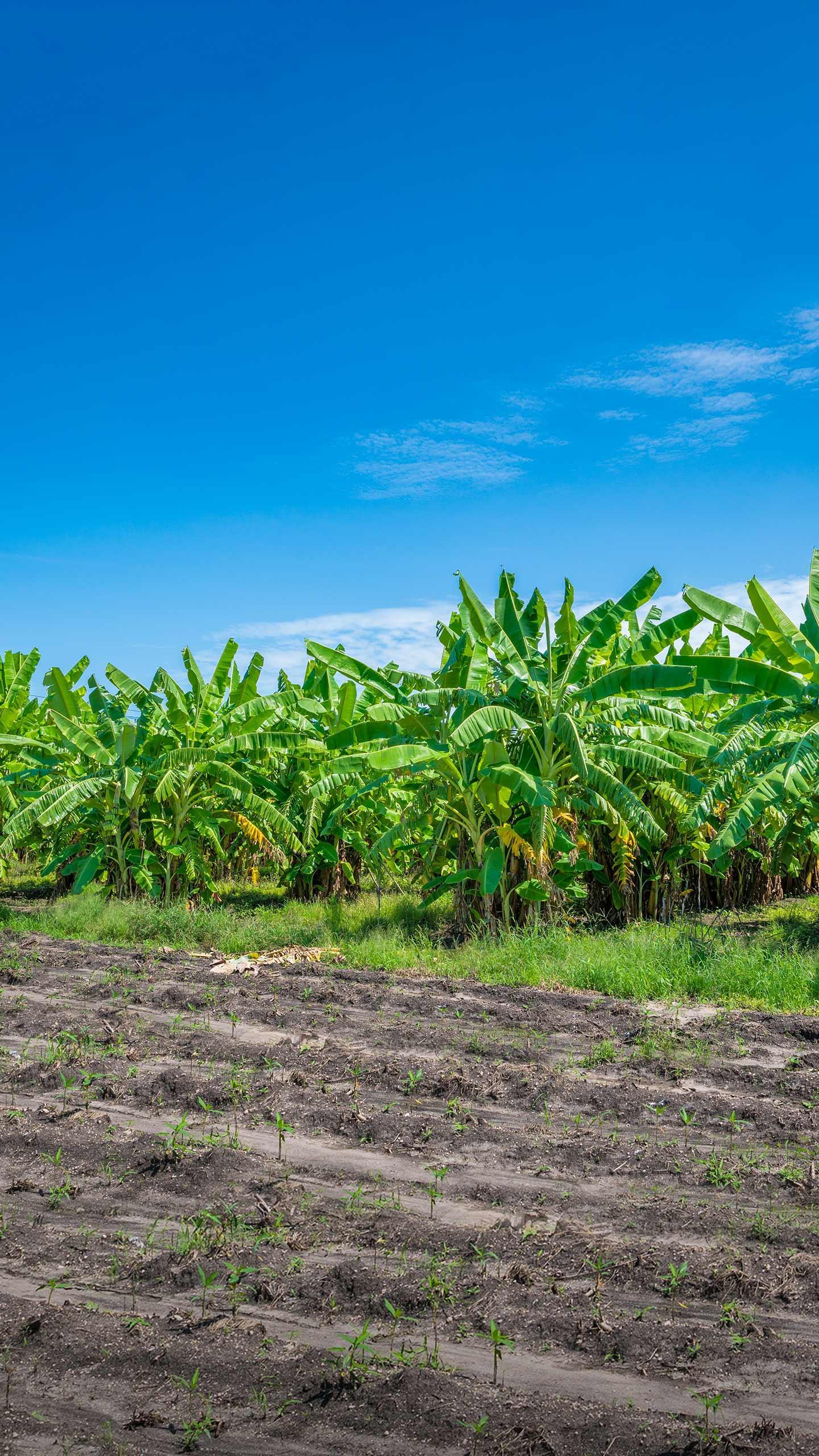 Norfolk Botanical Garden Highlights Risks of Big Agriculture with Banana Conservation Efforts