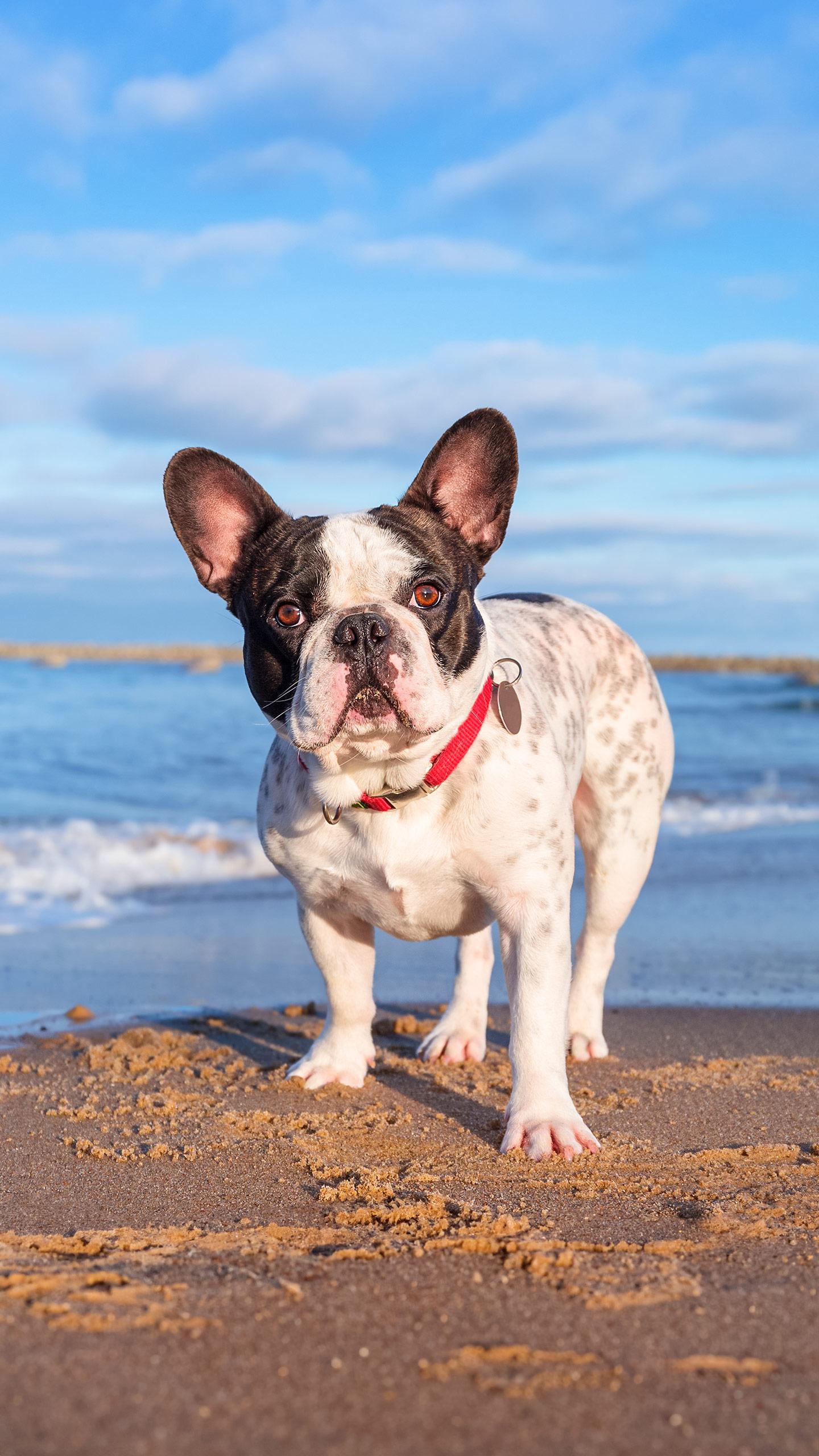 Jersey Fire and Rescue Saves Bulldog After Cliff Fall