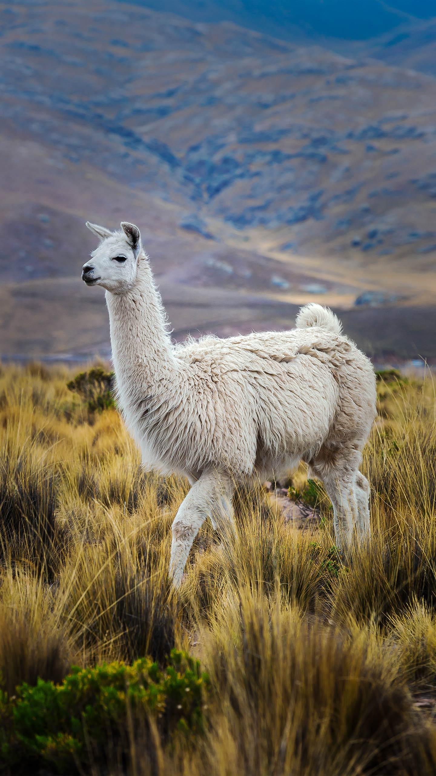 Mini Llama Proteins Show Promise for Alzheimer's Treatment