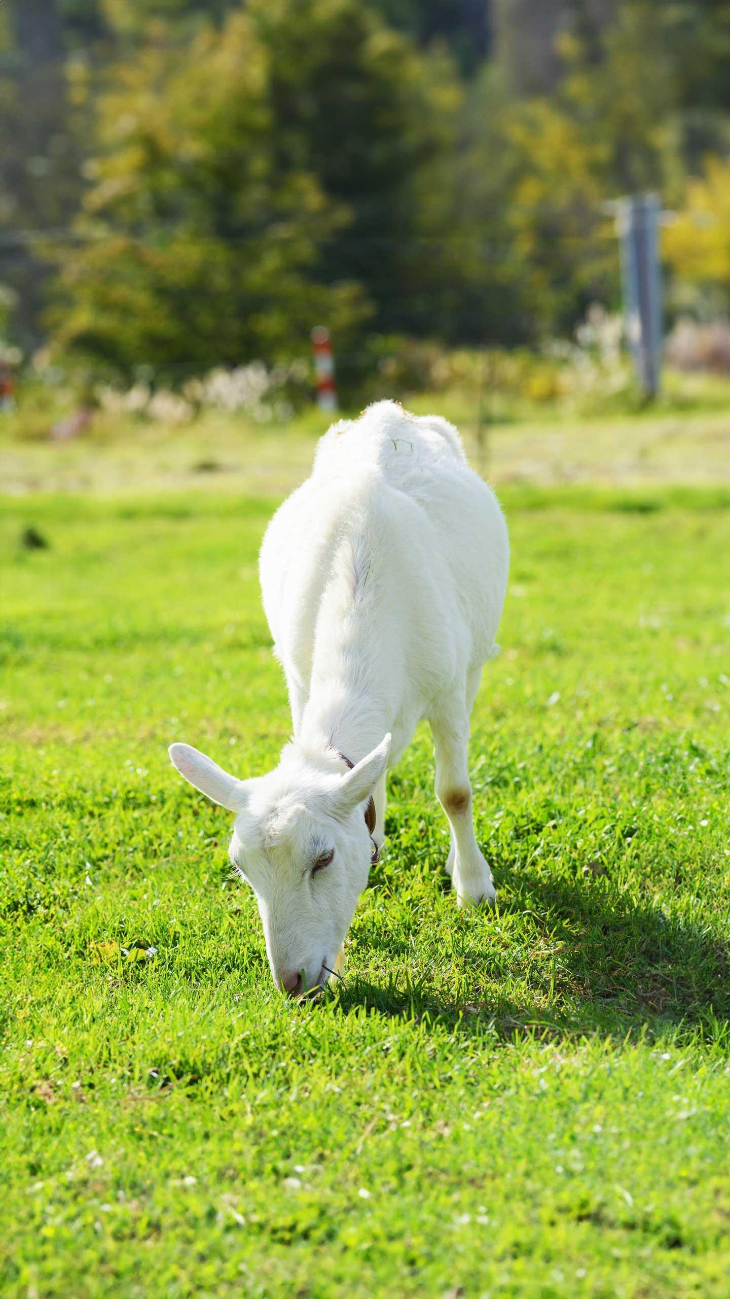 Chattanooga Audubon Society Utilizes Goats for Island Restoration Efforts