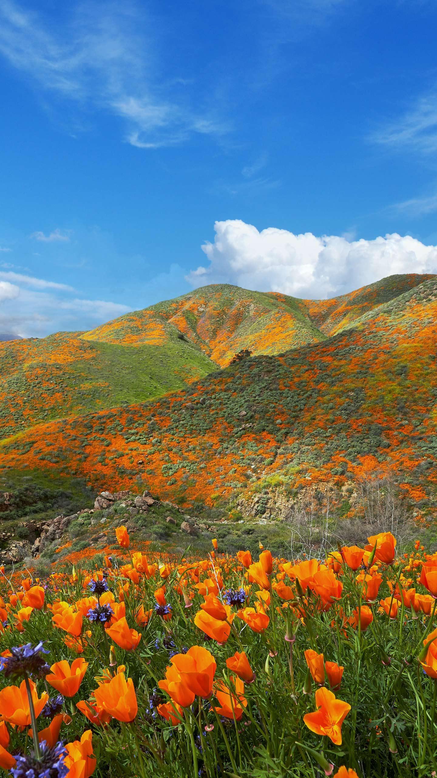 Supermoon to Grace California Skies, Offering a Celestial Show