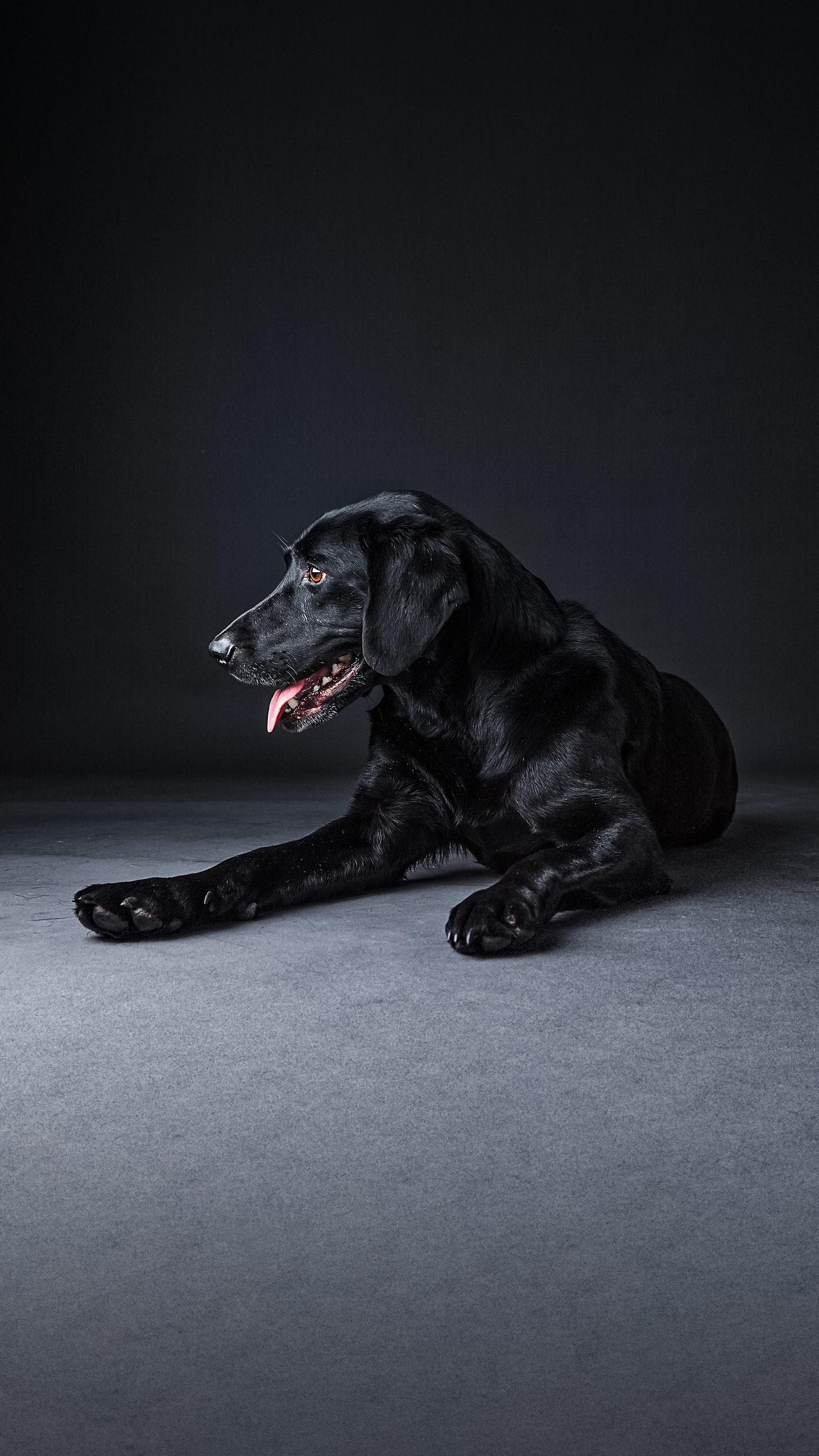Black Labrador Bodhi Wins 'Pet of the Week' for WaveRunner Adventures