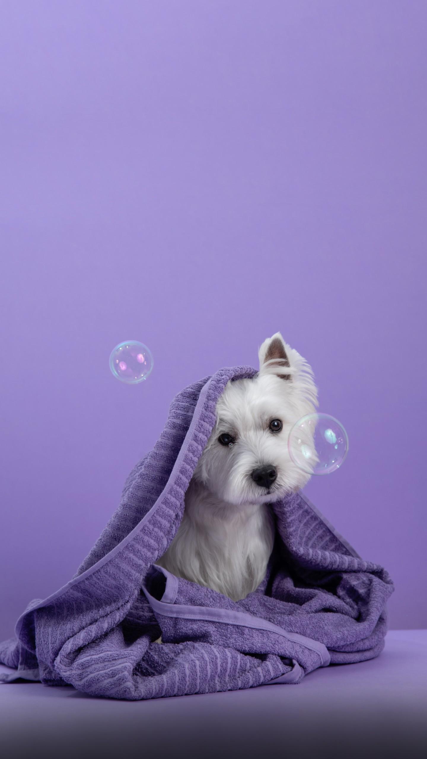 Unexpected Pregnancy of West Highland Terrier Goes Viral on TikTok