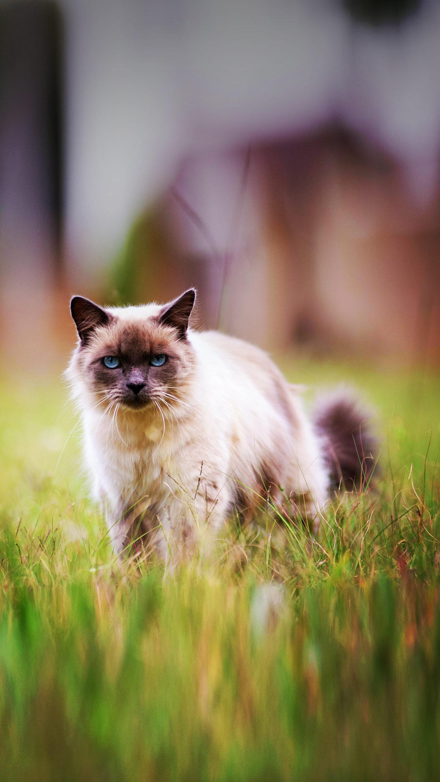 Homeward Bound Cat Adoptions Responds to Abandoned Cat with Heartfelt Efforts