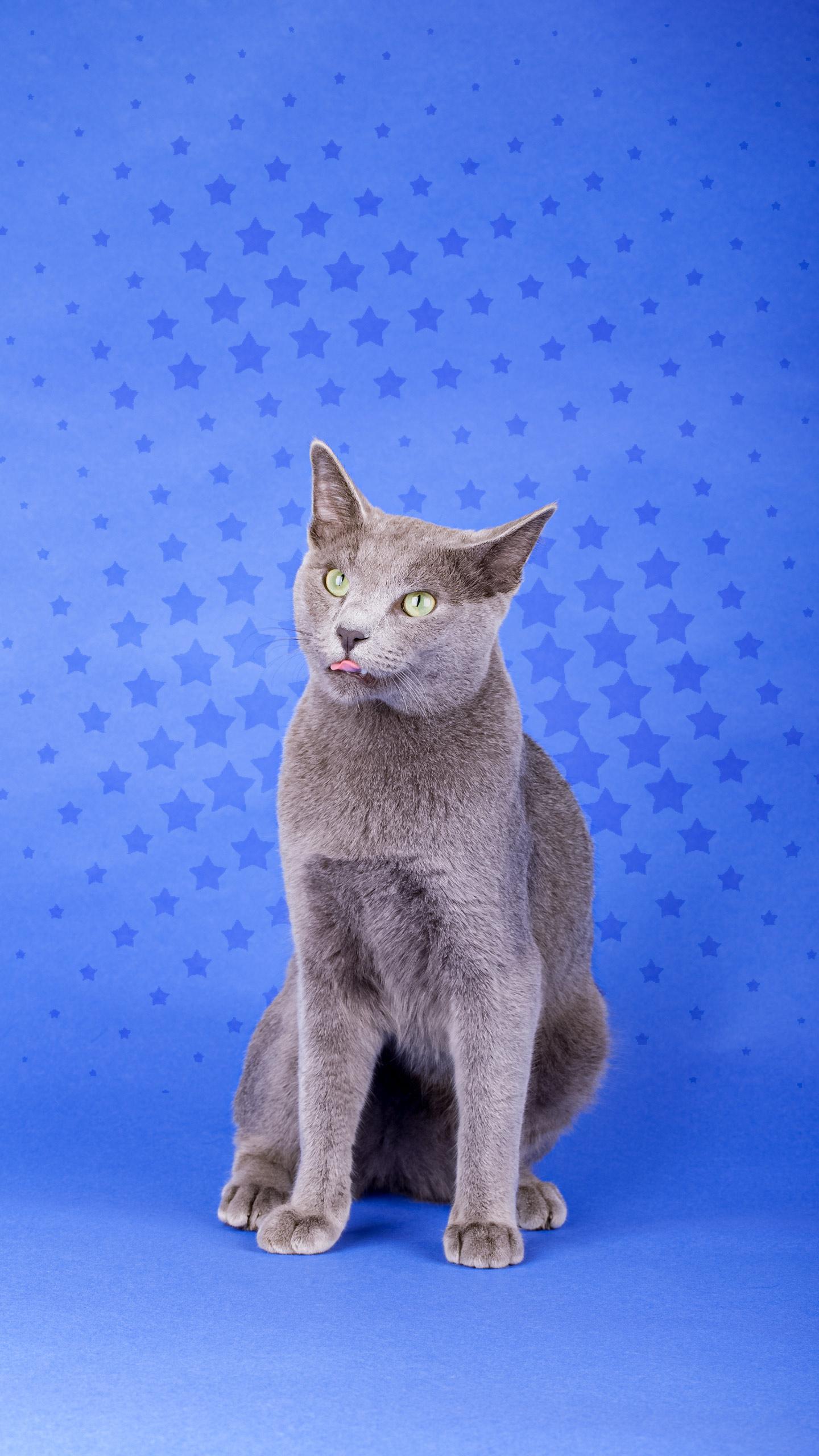 Shelter Cat with No Eyes Finds New Home, Inspires Others