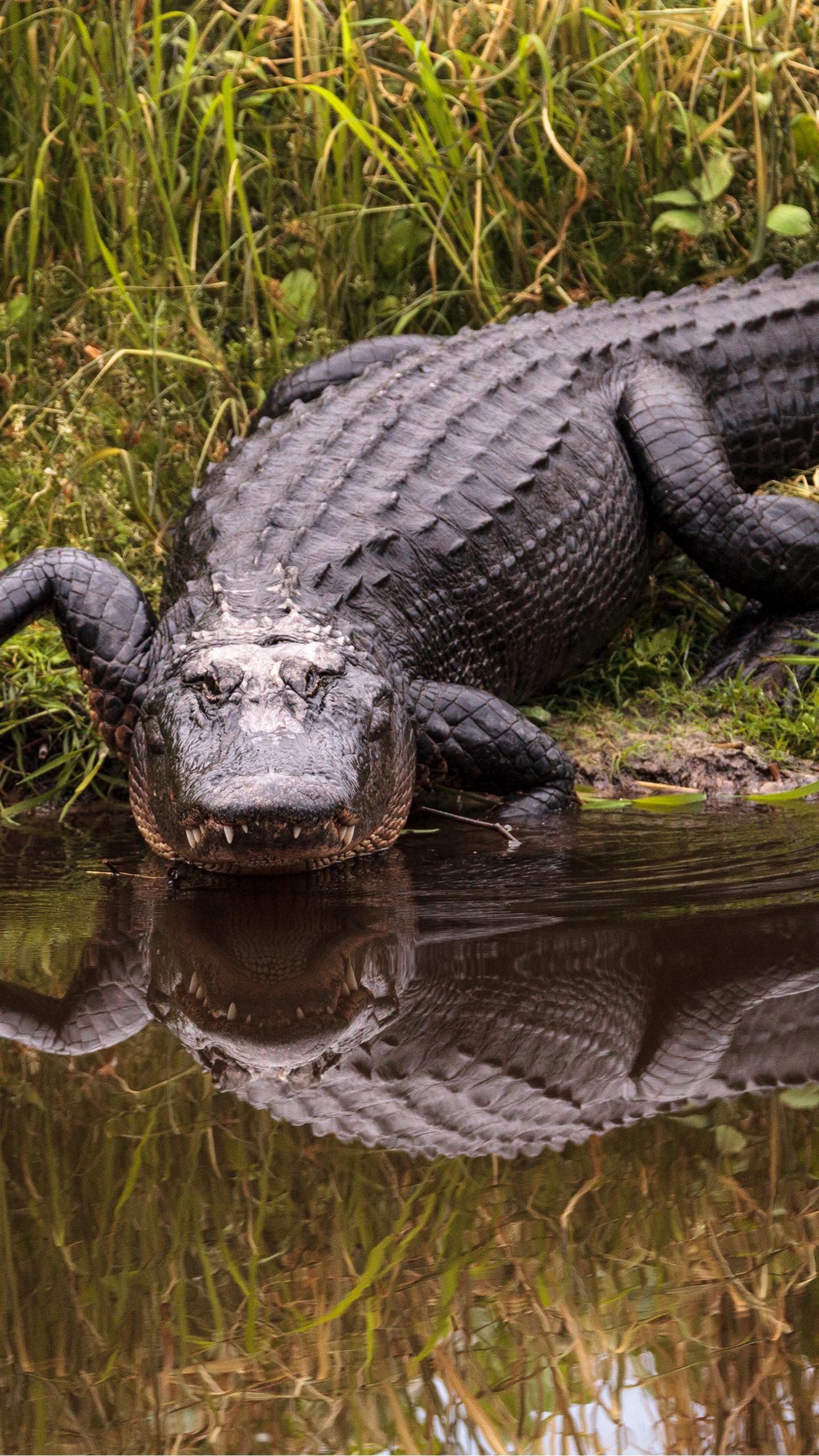 South Carolina Mother Hunts 12-Foot Alligator During Maternity Leave, Plans Rug Creation