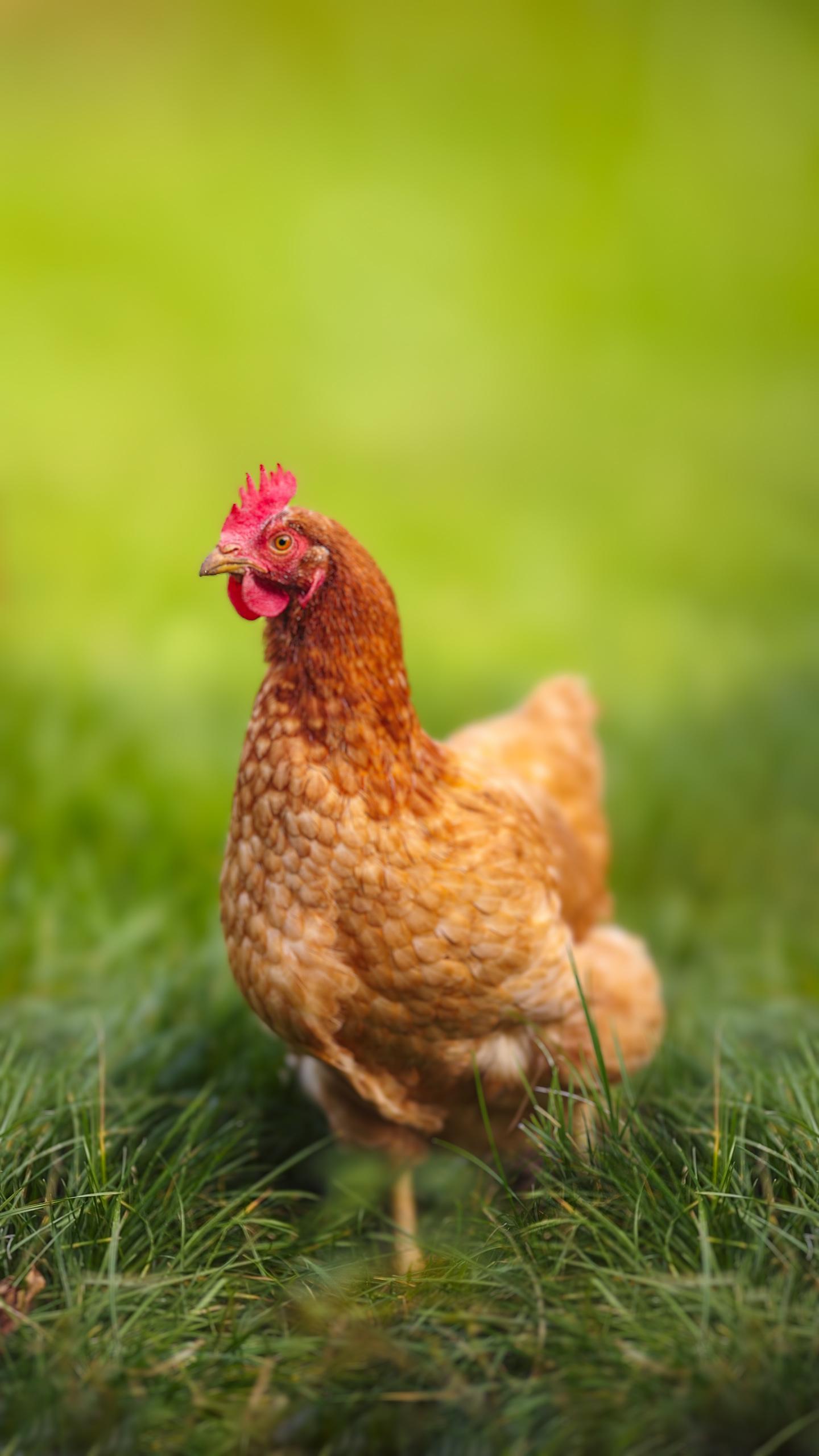Bird Flu Outbreak Prompts Protection Measures at Suffolk Poultry Farm