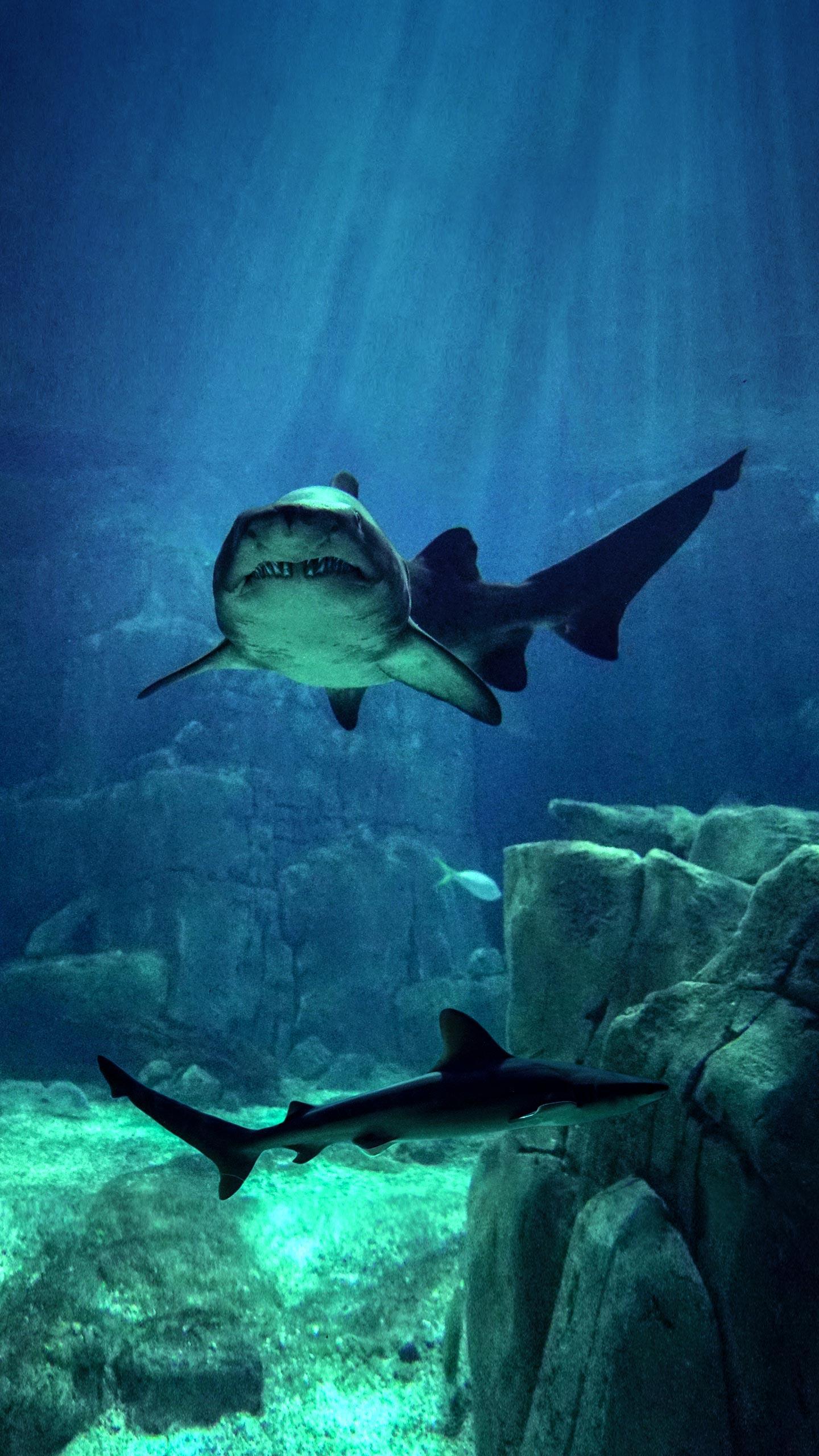 Oregon Woman Rescues Beached Salmon Shark, Saving Its Life