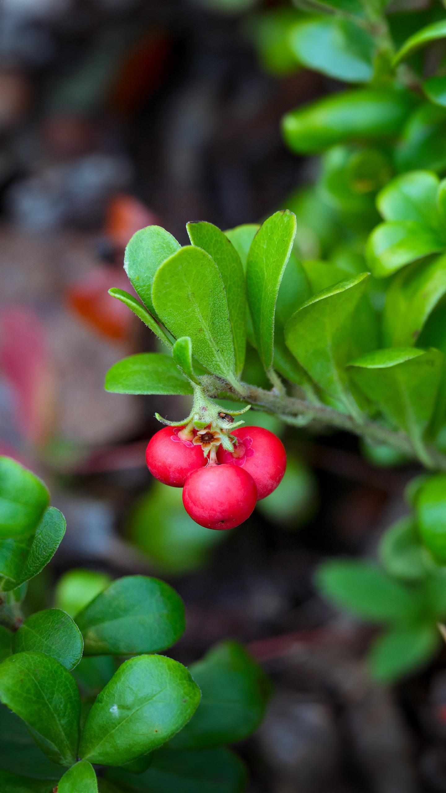 Desert Berry Extract Shows Promise in Diabetes Treatment, Potentially Transforming Care