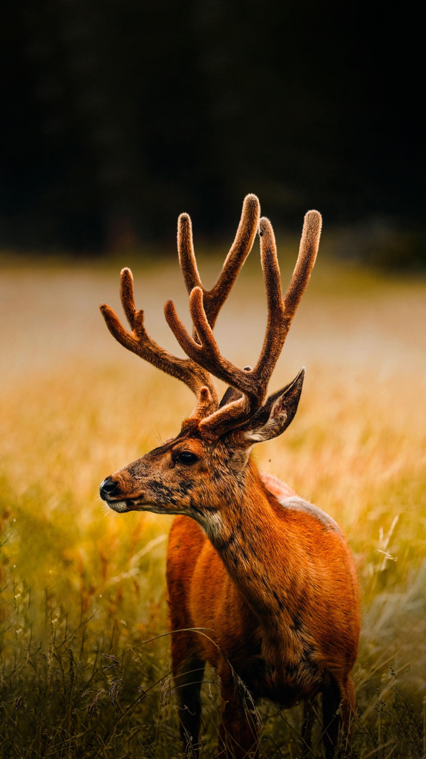 Arkansas Hunters and Sports Enthusiasts Prepare for Deer Season