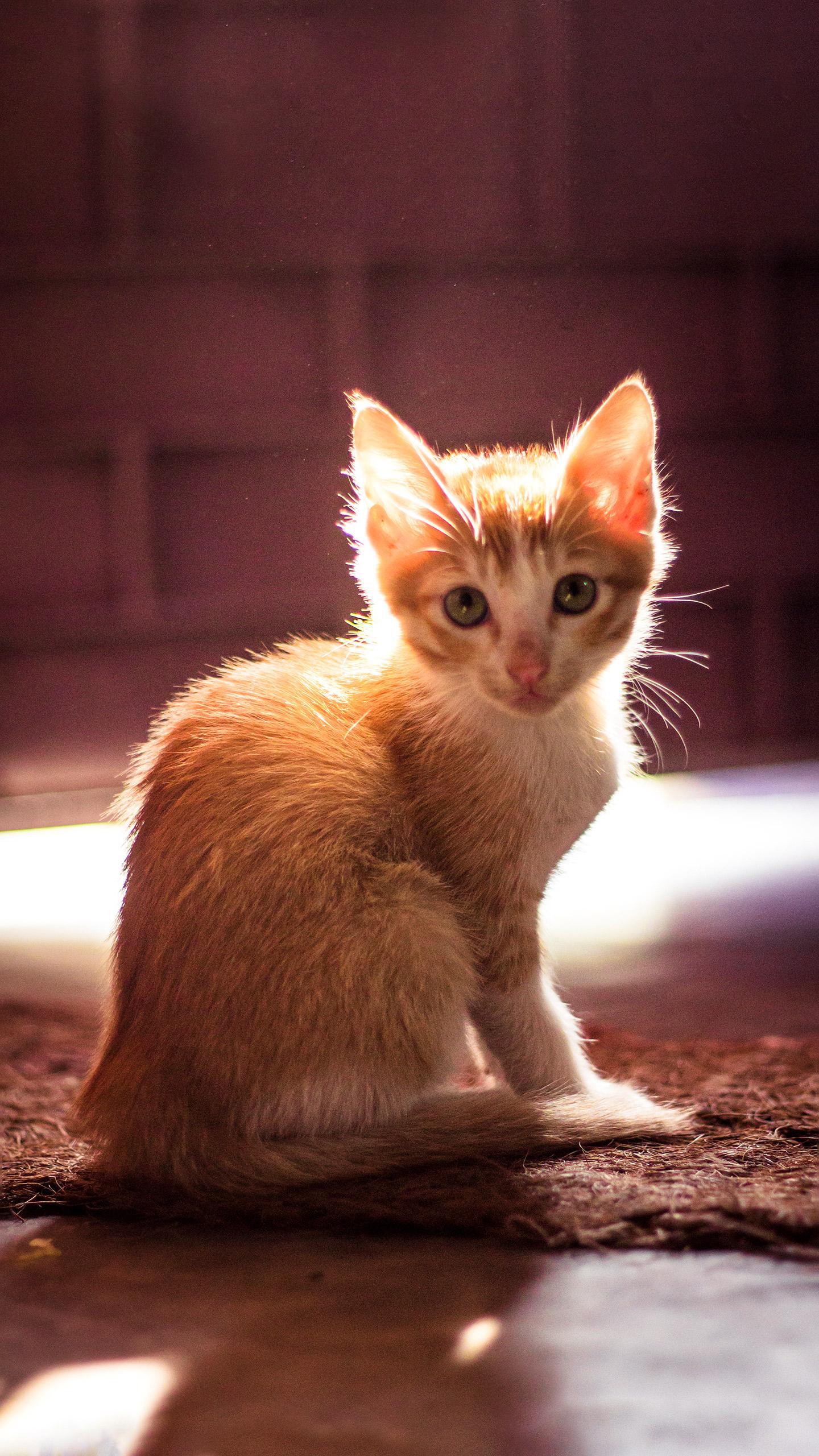 Blind Kitten Adopted After Glaucoma Battle, Hearts Melt at Owner's Update