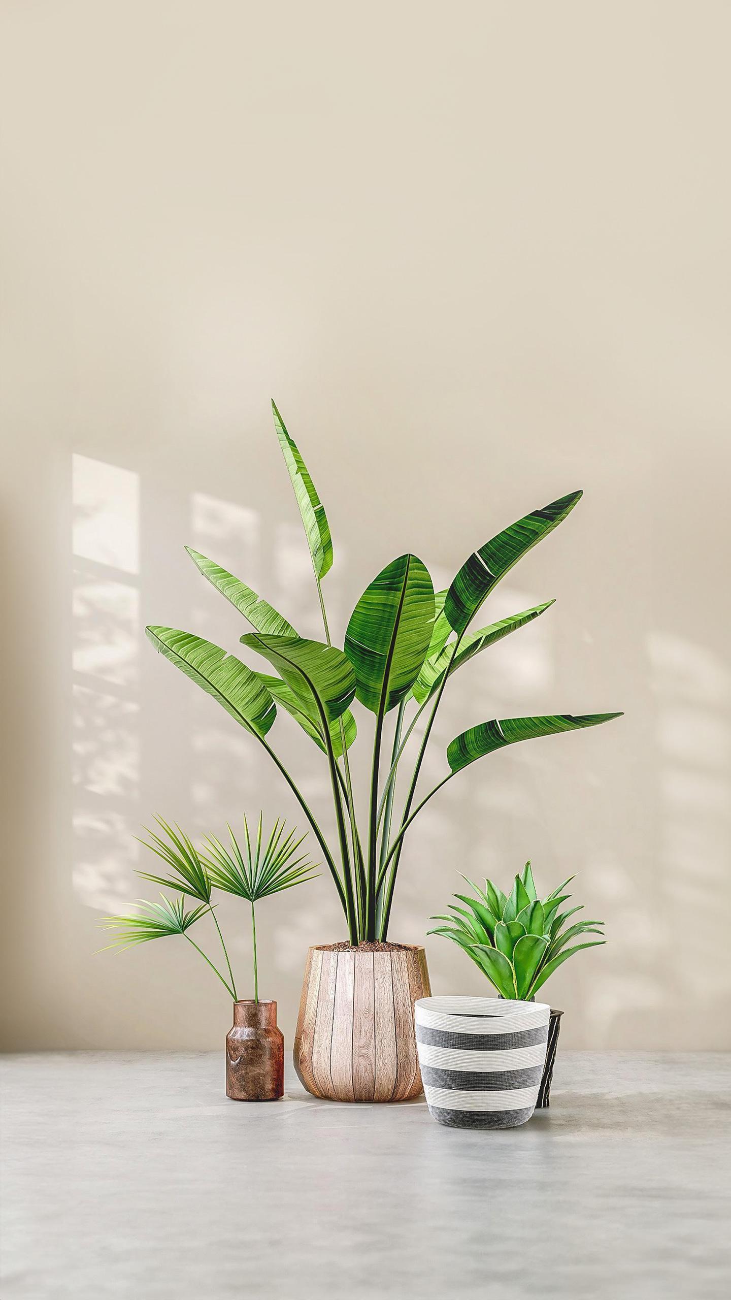 Houseplants Demonstrated to Improve Indoor Air Quality, Study Finds