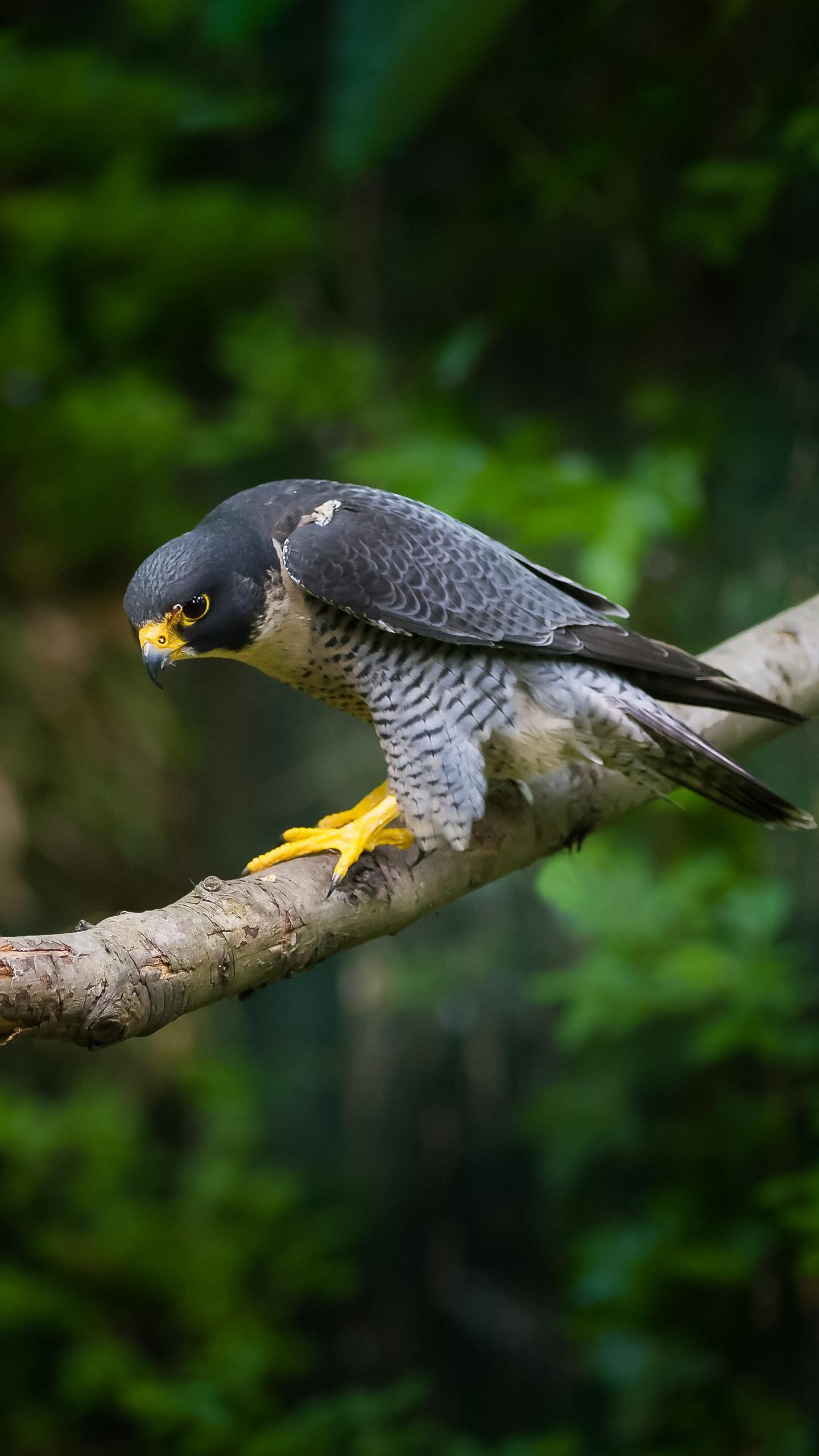 Peregrine Falcon Livestream 'Nestflix' Captivates Australian Audiences