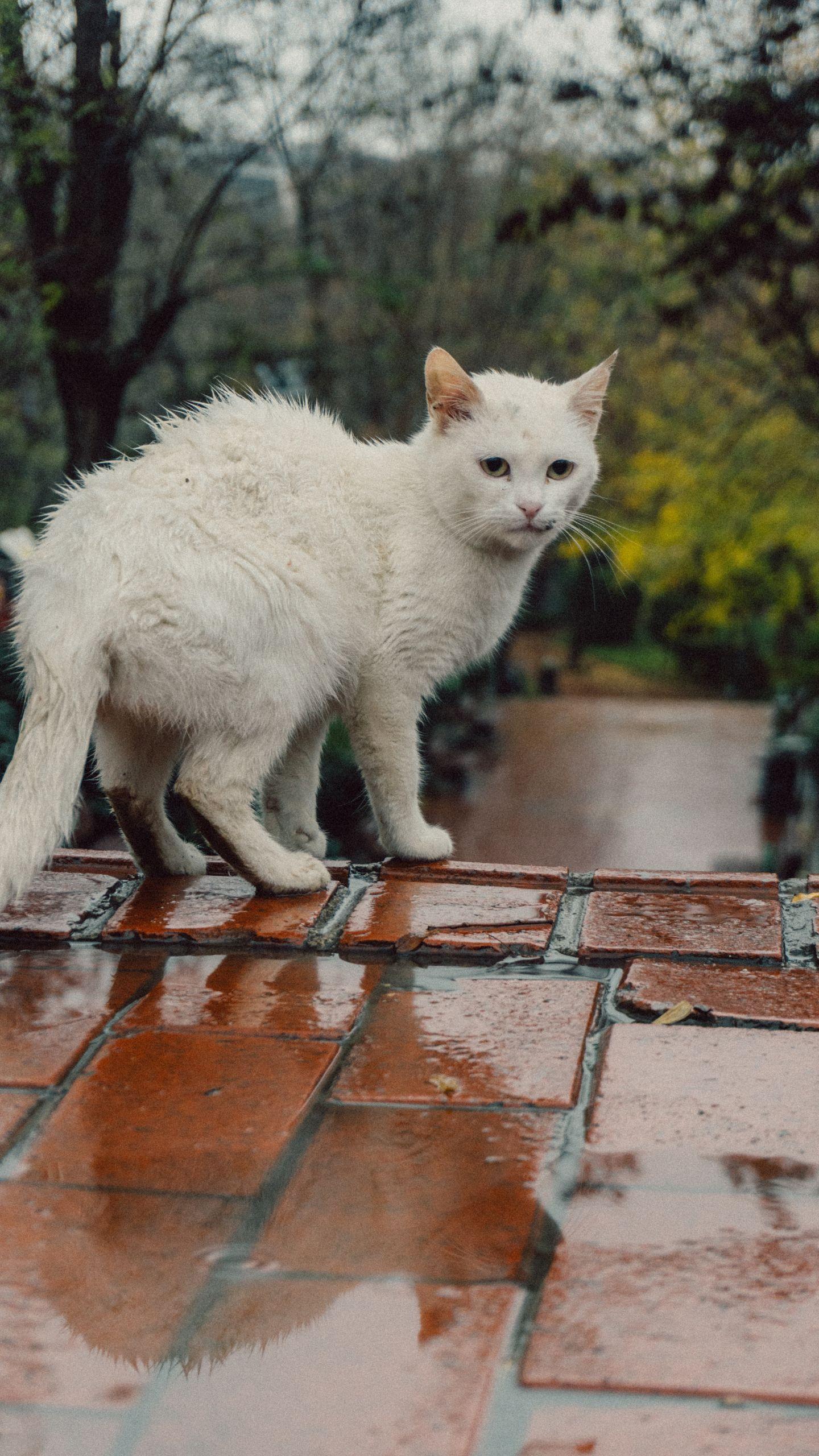 Paralyzed Cat Ryder Captivates Social Media with Daring Park Escape
