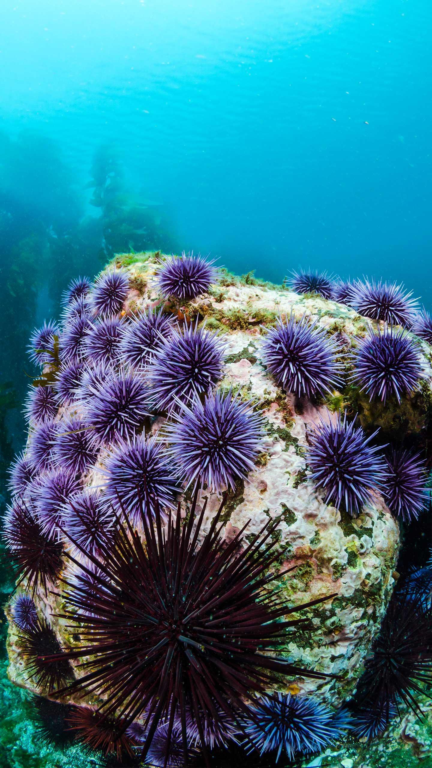 Marine-Derived Compound Shows Promise in Prostate Cancer Treatment