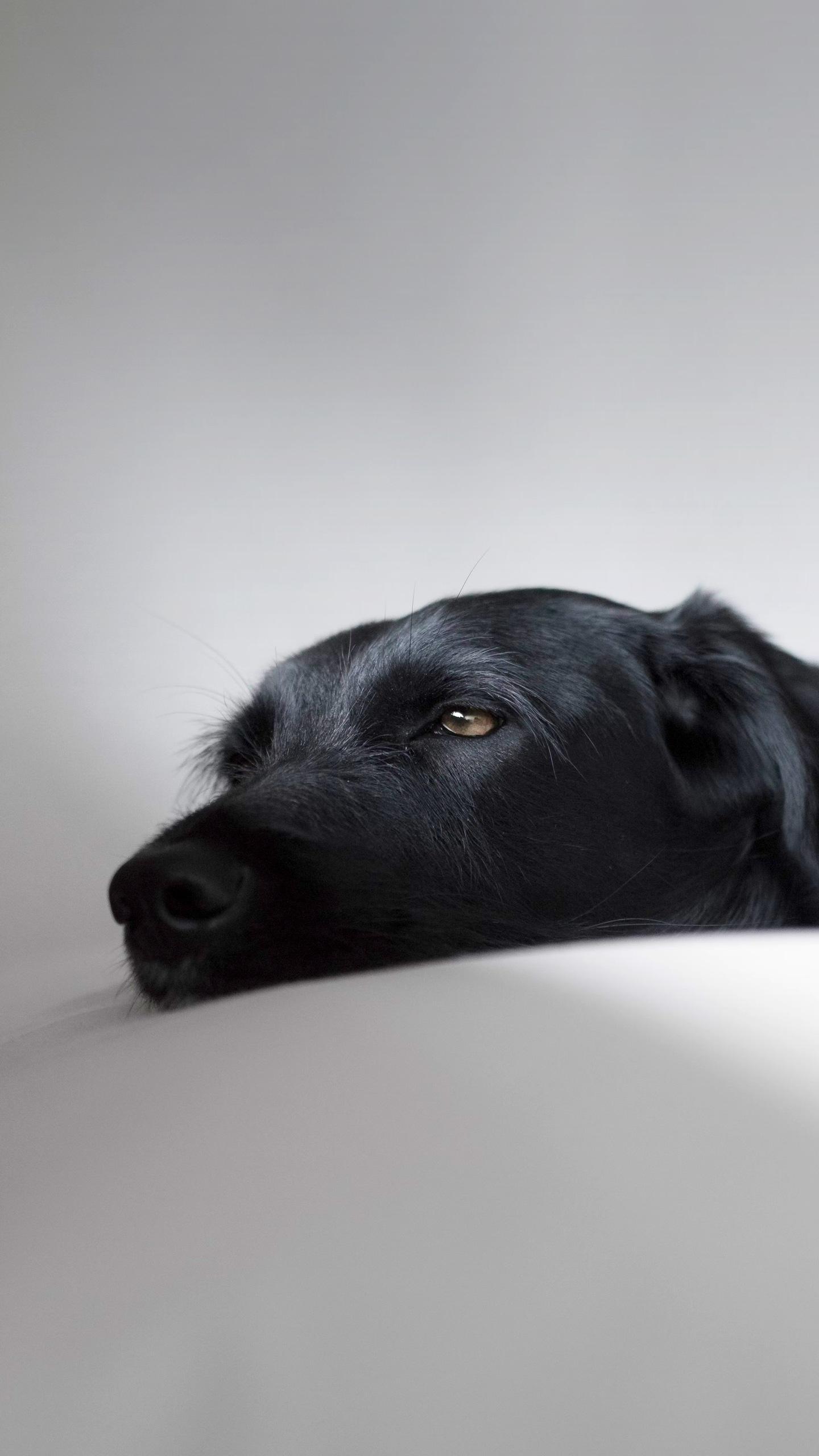 Veterinarians Highlight Subtle Signs of Anxiety in Dogs and Their Impact on Pet Welfare