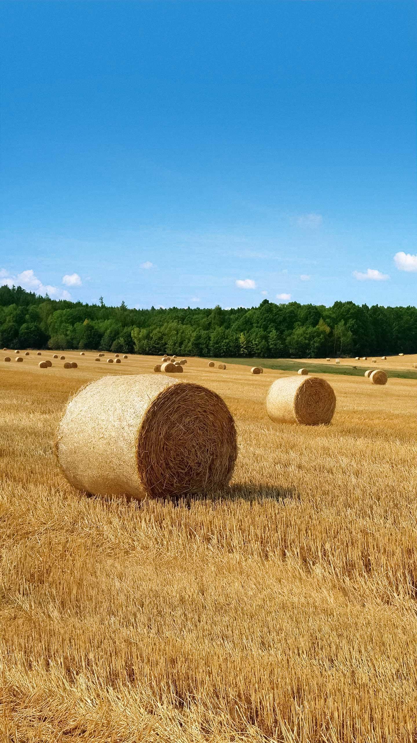 University of Florida Students Integrate Art and Agriculture in Innovative Hay Bale Exhibit