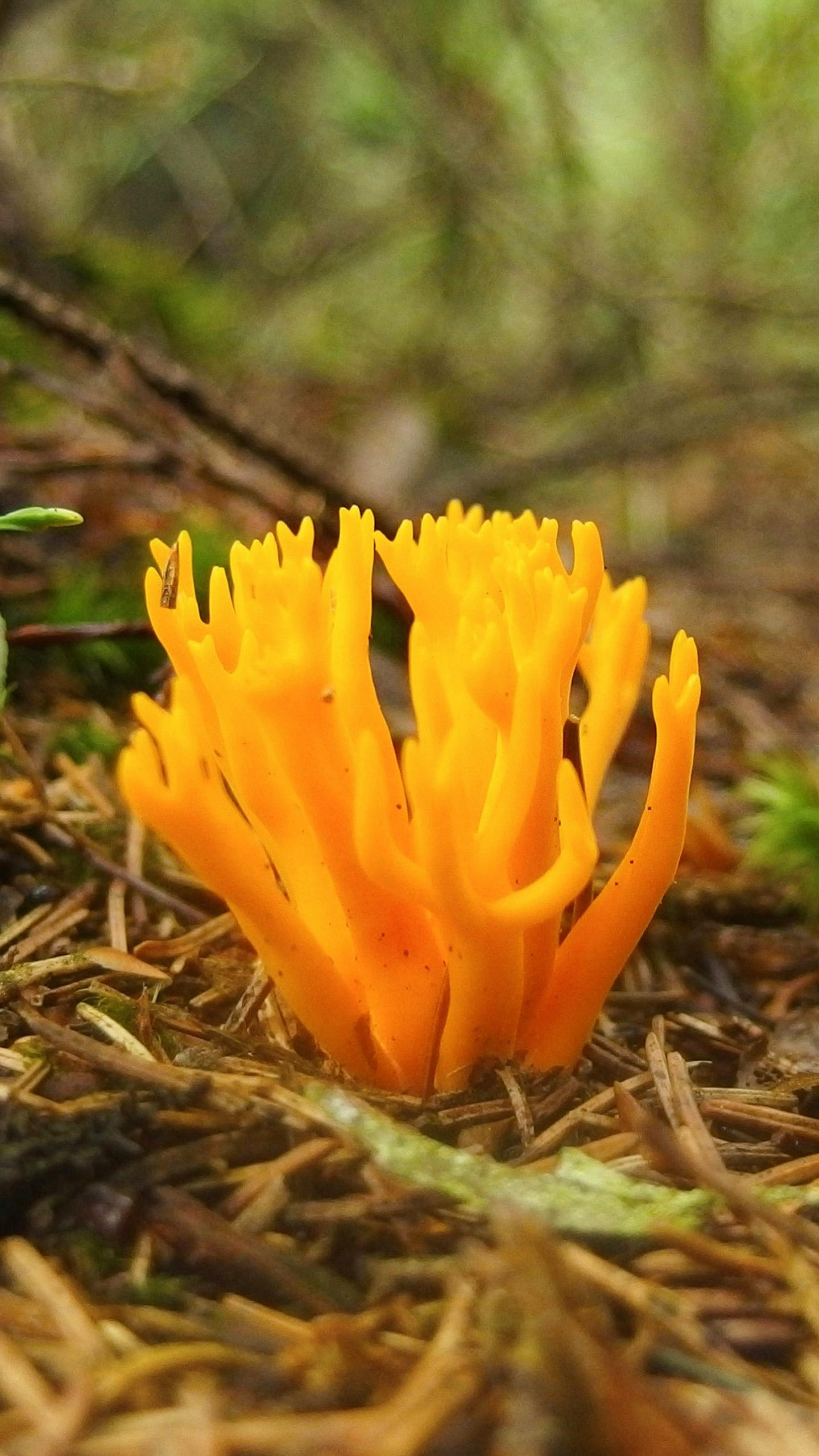 Scientists Develop Floral-Scented Fungus to Combat Mosquito-Borne Diseases