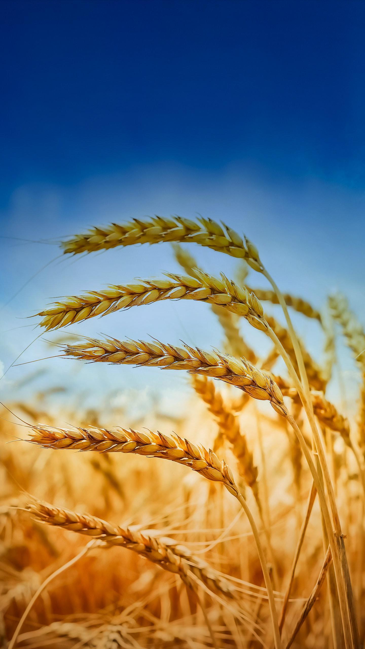 Golden Harvest Festival Promotes Unity in Sacramento