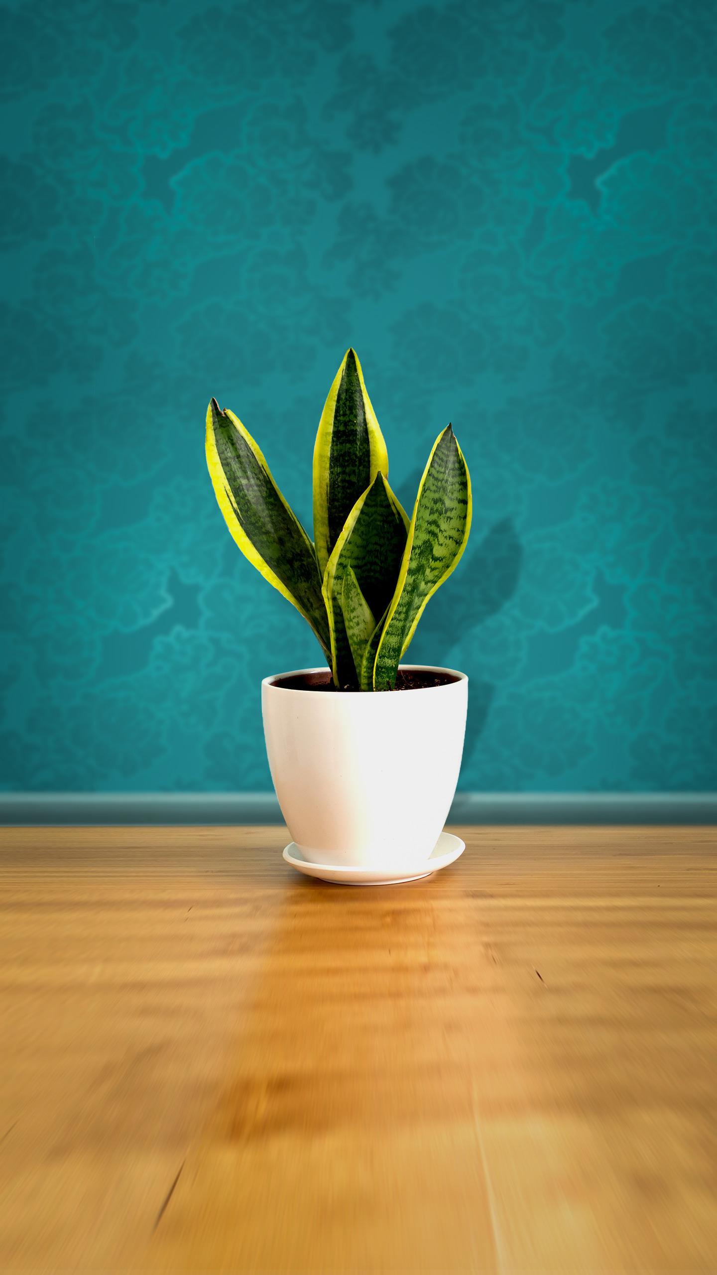 Houseplants Identified as Natural Air Purifiers for Indoor Spaces
