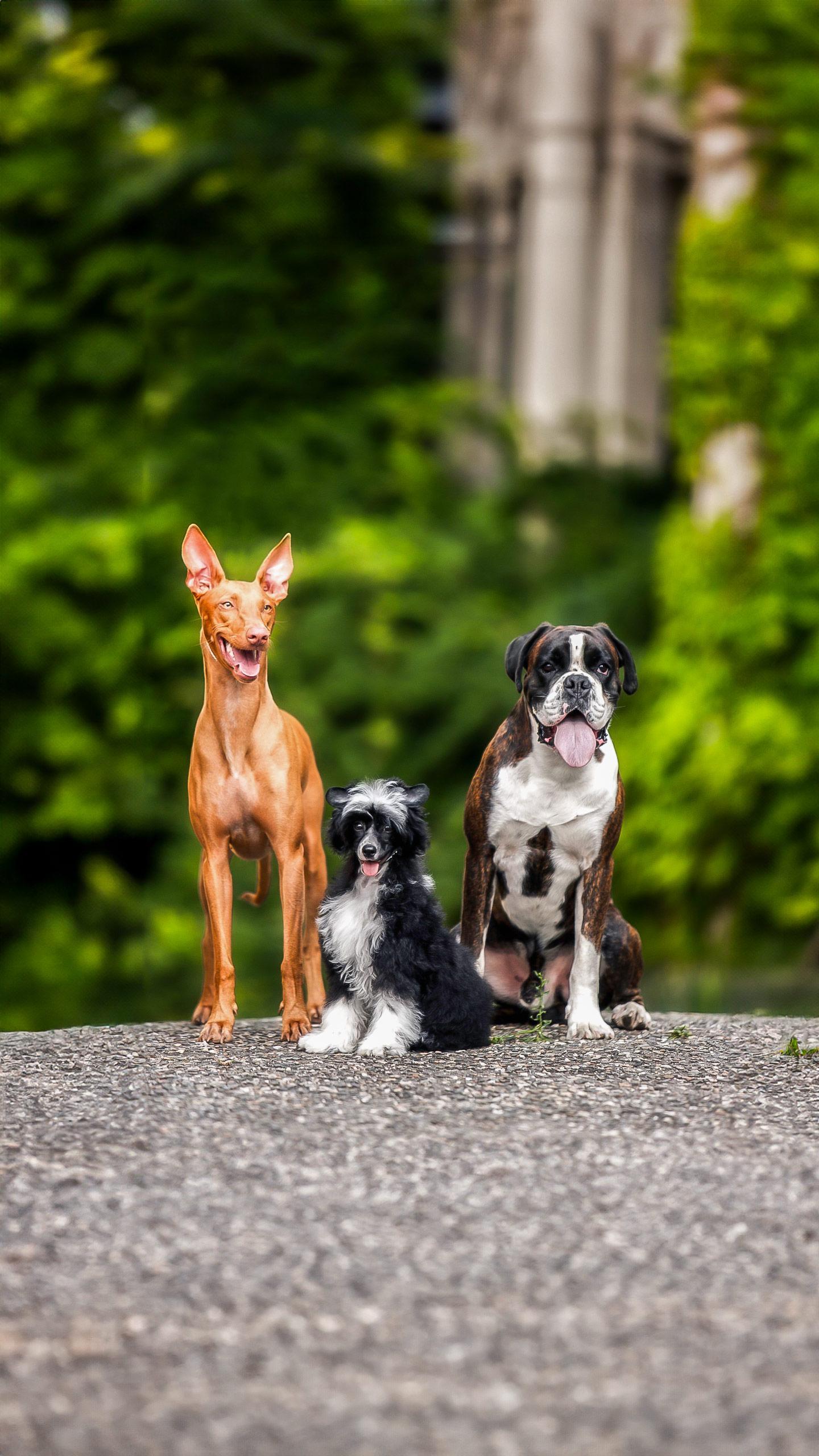 Top 6 Dog Breeds Known for Their Independent Nature