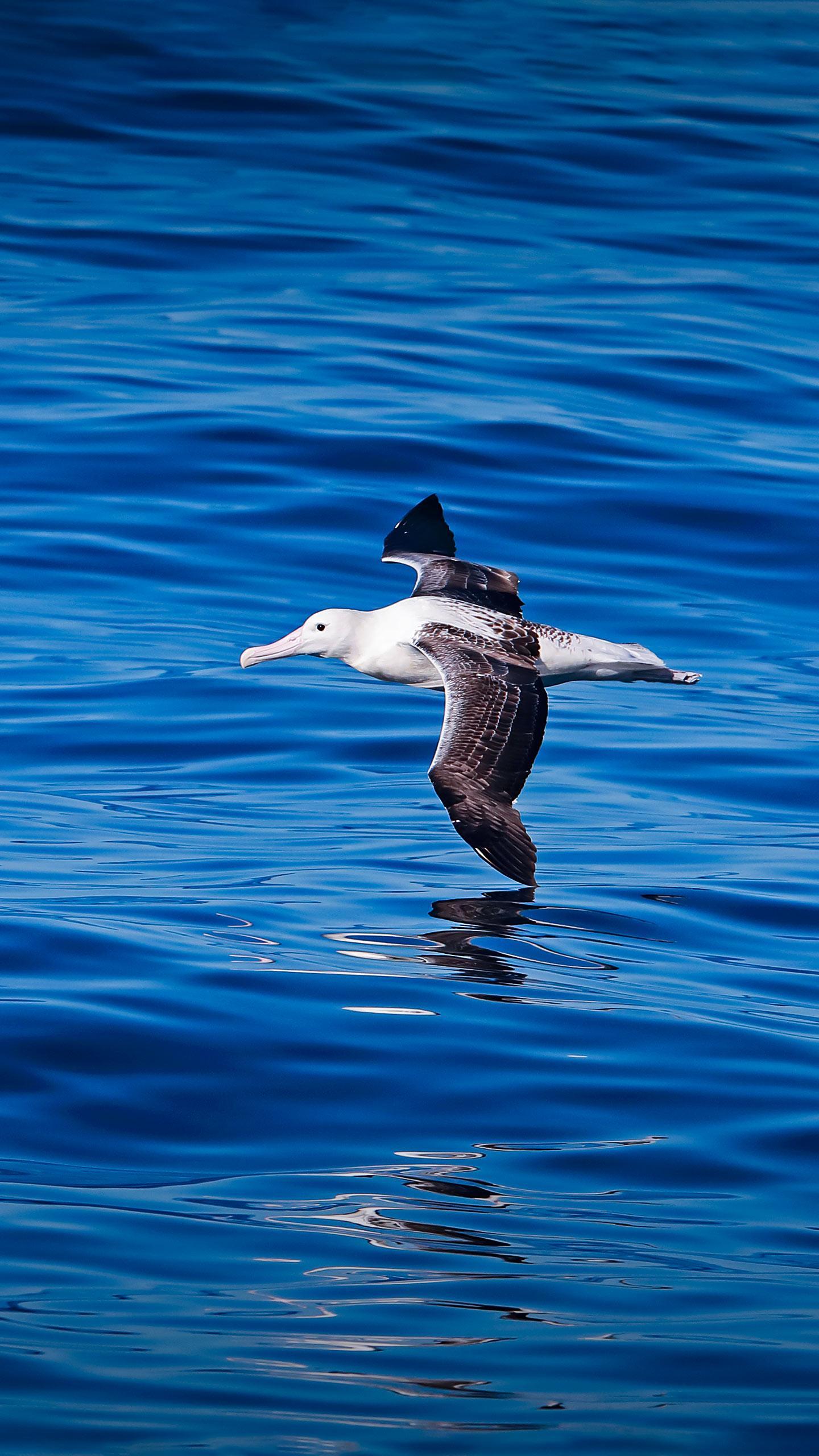 Albatross Tours Guarantees 97% of 2026 European Tours Amid High Demand