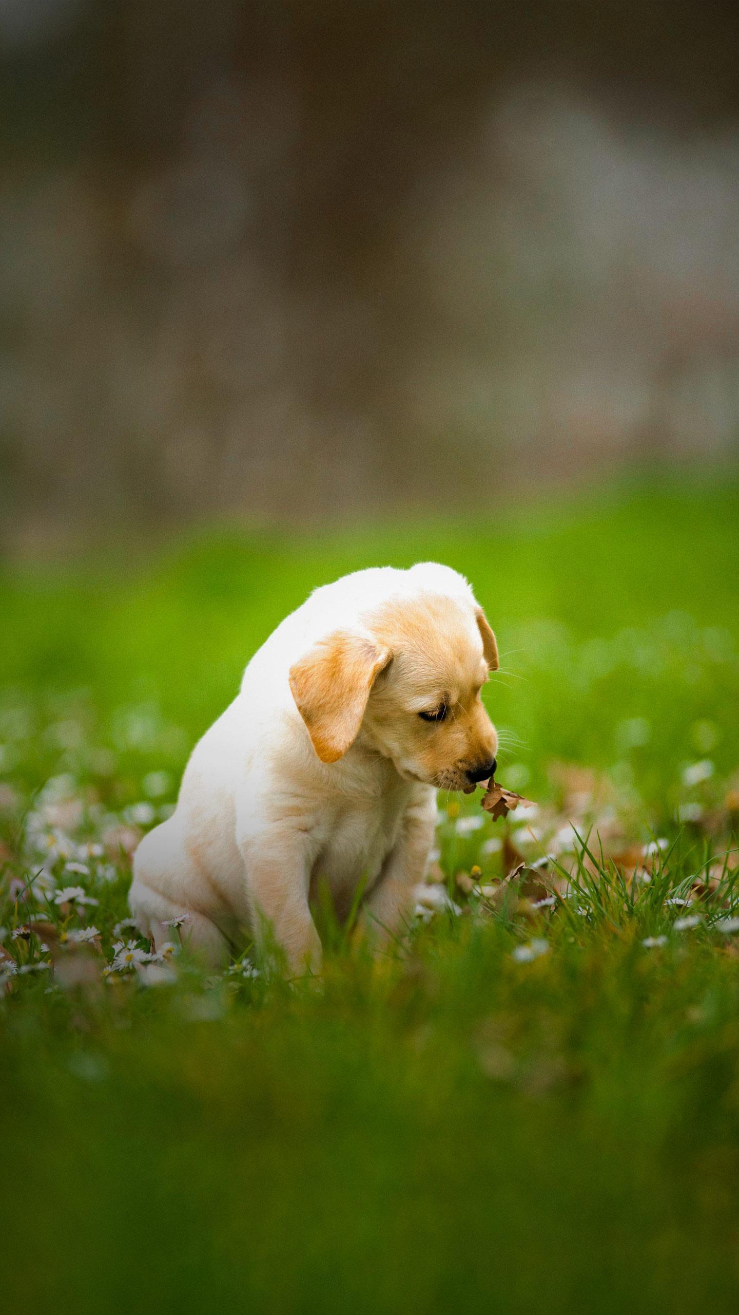 Labrador Puppy Takes First Steps After Leg Amputation, Captures Hearts Online