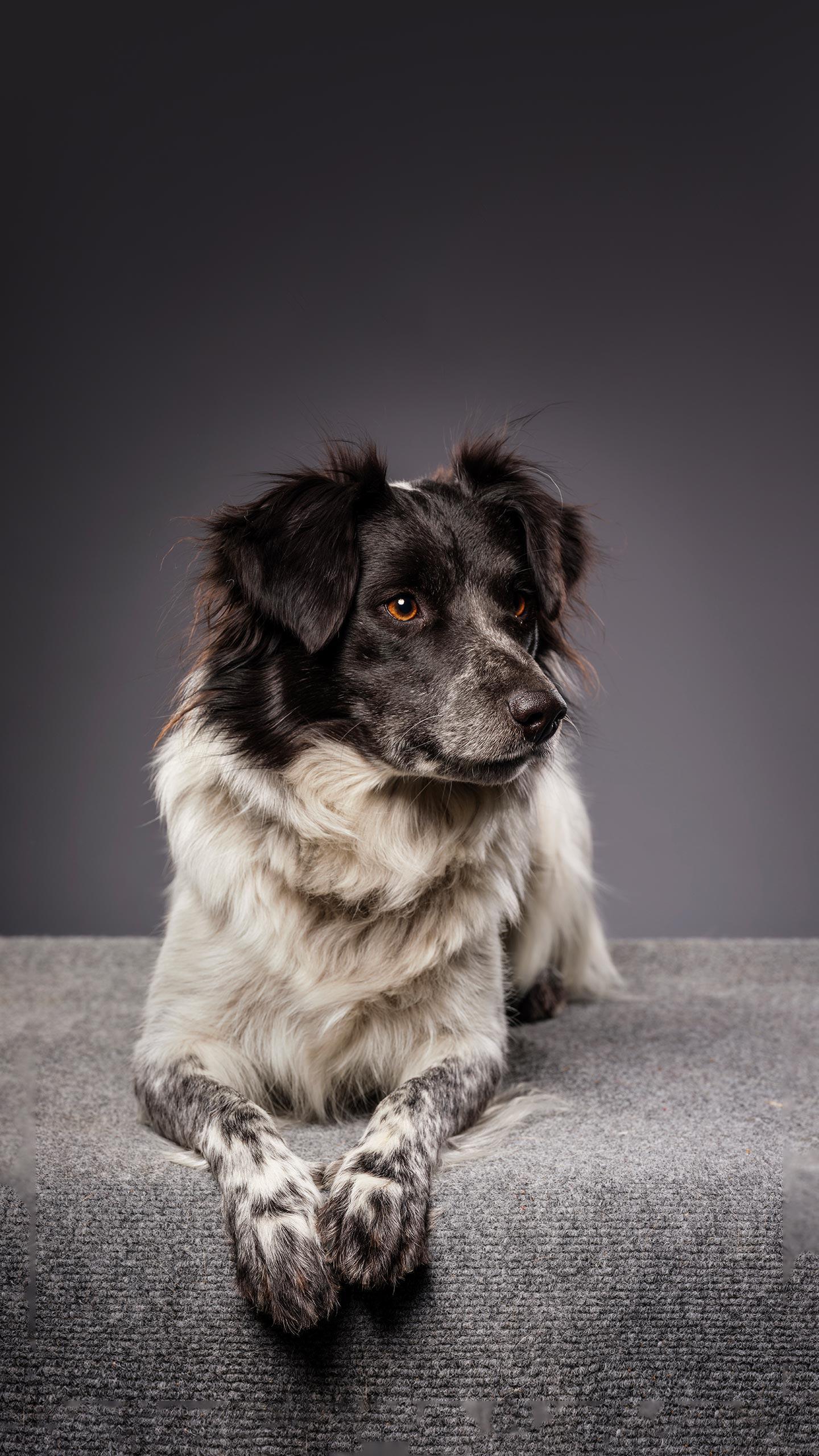PAWS Chicago Highlights Pelota in Search for Forever Home