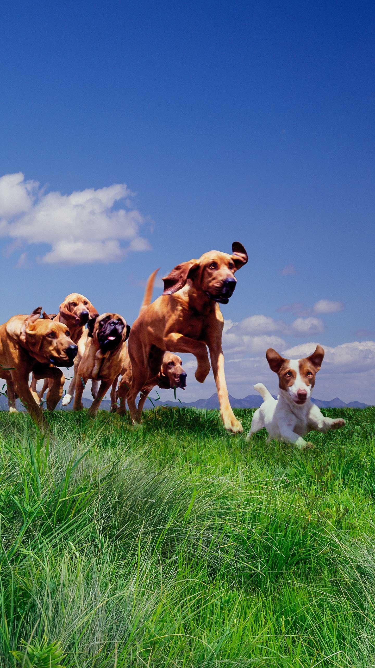 Human Conflict at Dog Park Highlights Social Tensions