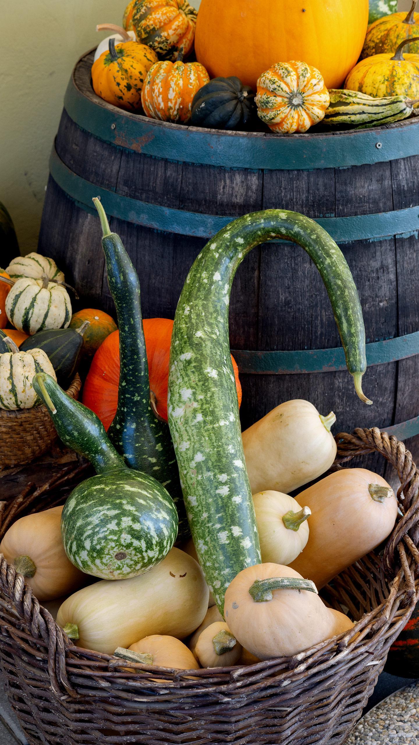 Pumpkin Display Experts Offer Solutions to Prevent Squirrel Damage