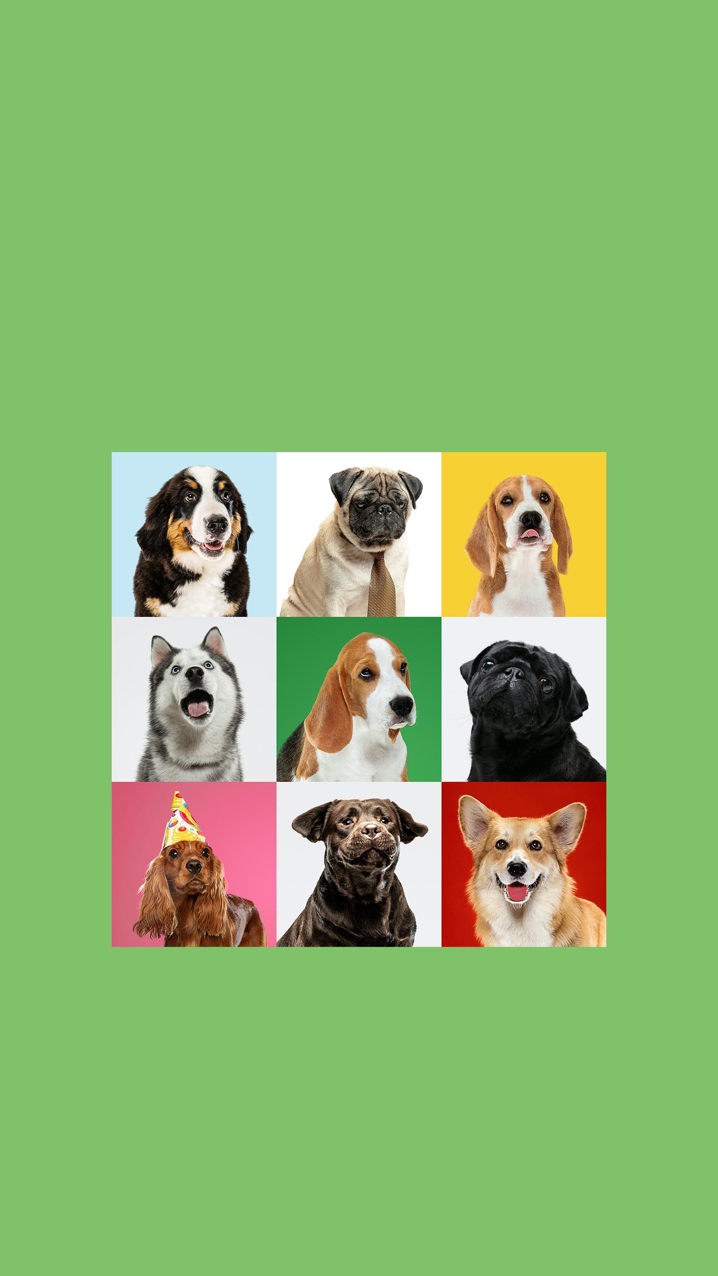 Exploring Natural Selection in Dog Domestication