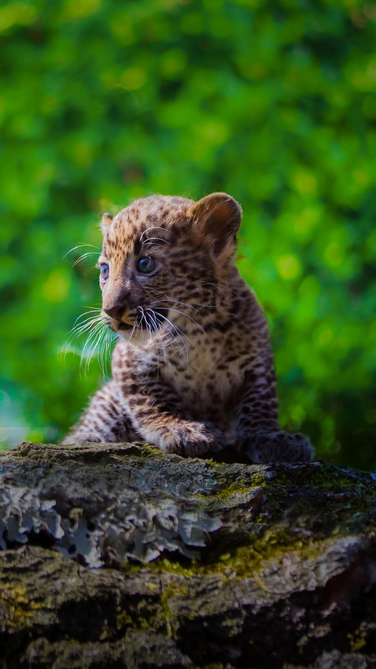 Rare Leopard Cub Born at Dartmoor Zoo Marks Conservation Milestone