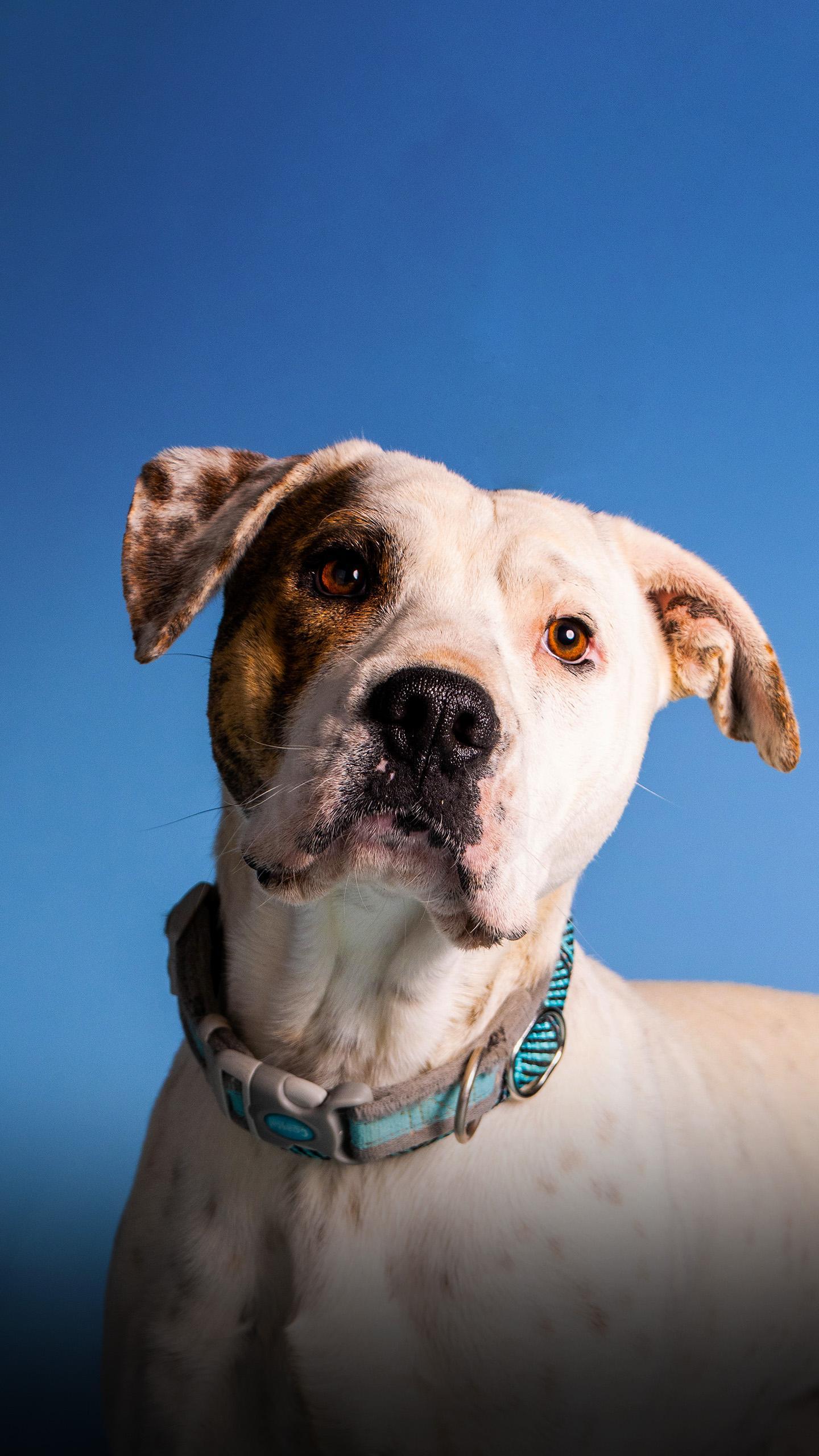 Fulton County Animal Services Facilitates Out-of-State Adoption for Shelter Dog Brutus