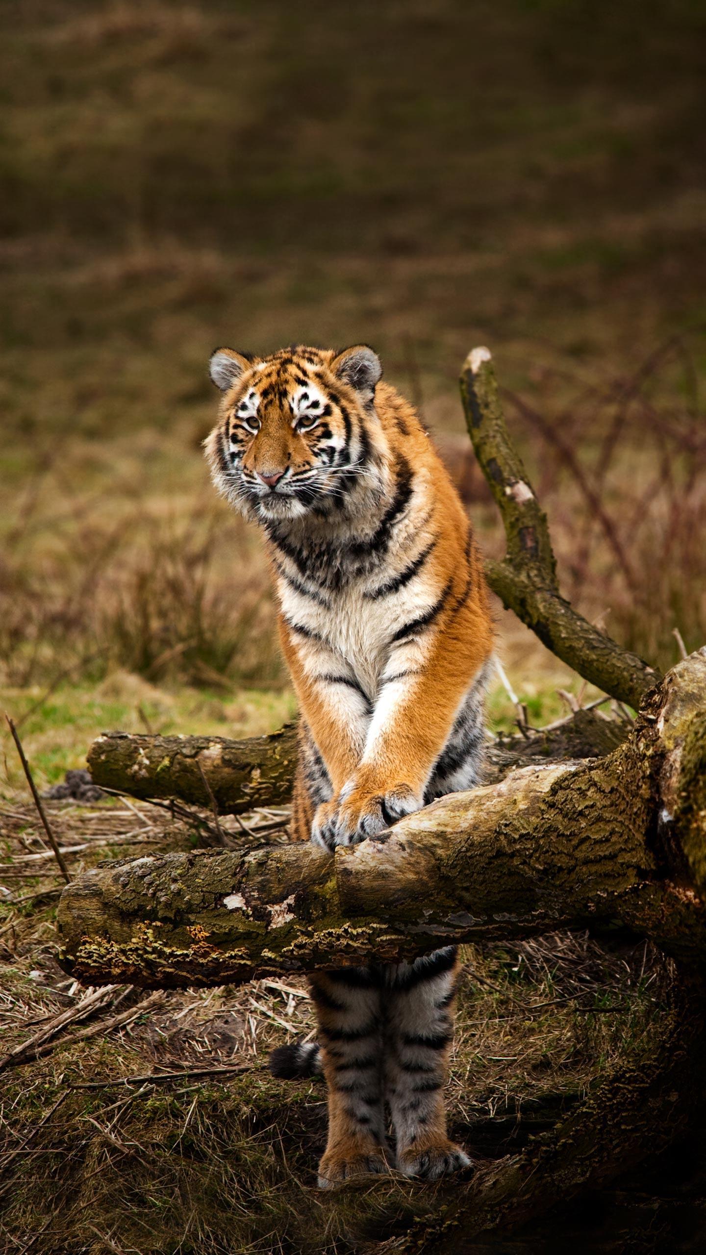Amur Tiger Undergoes CT Scan for Mobility Issues at UK Sanctuary