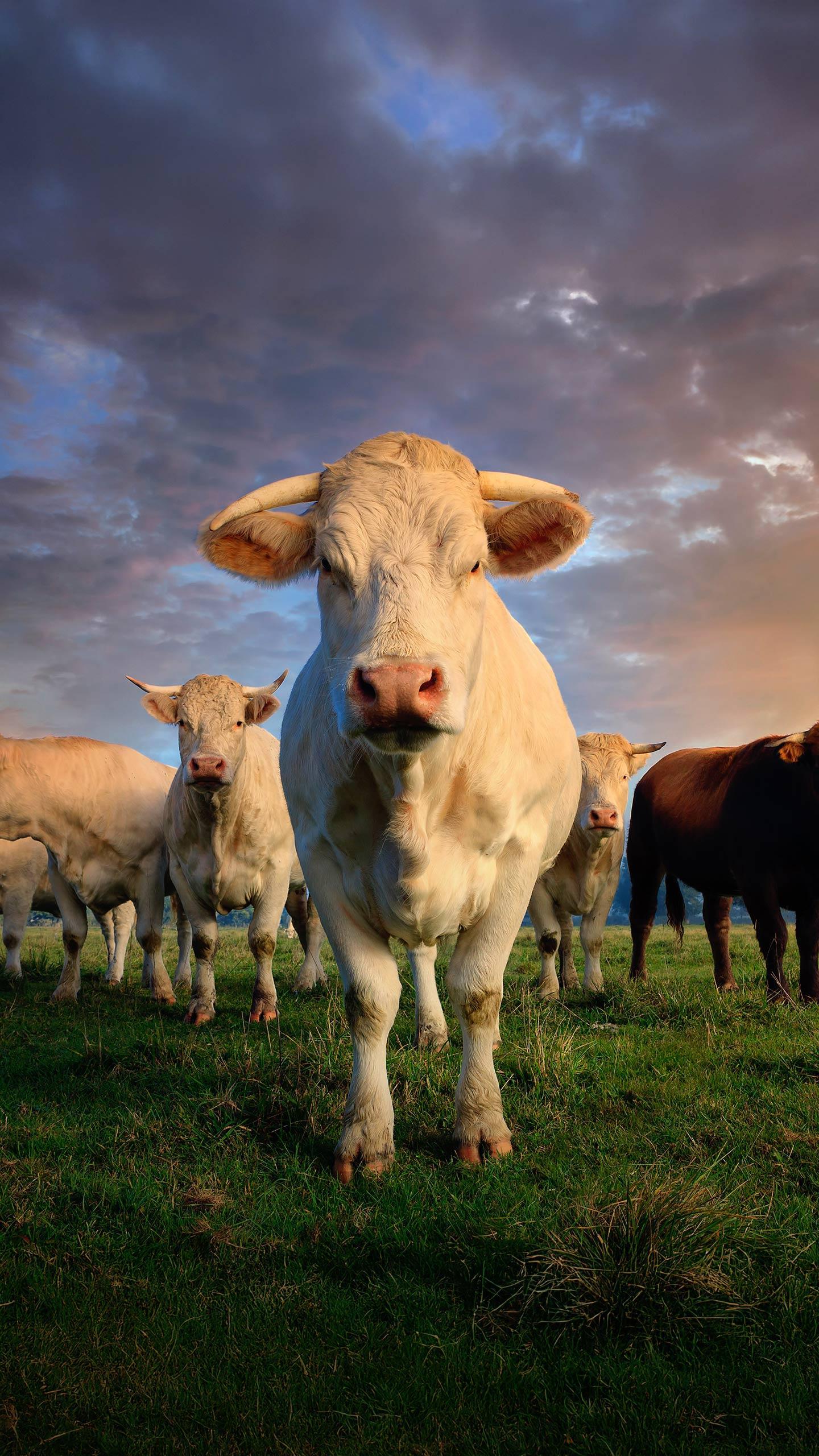 Rebecca Jane Hitchings Dies After Cow Attack on Exmoor