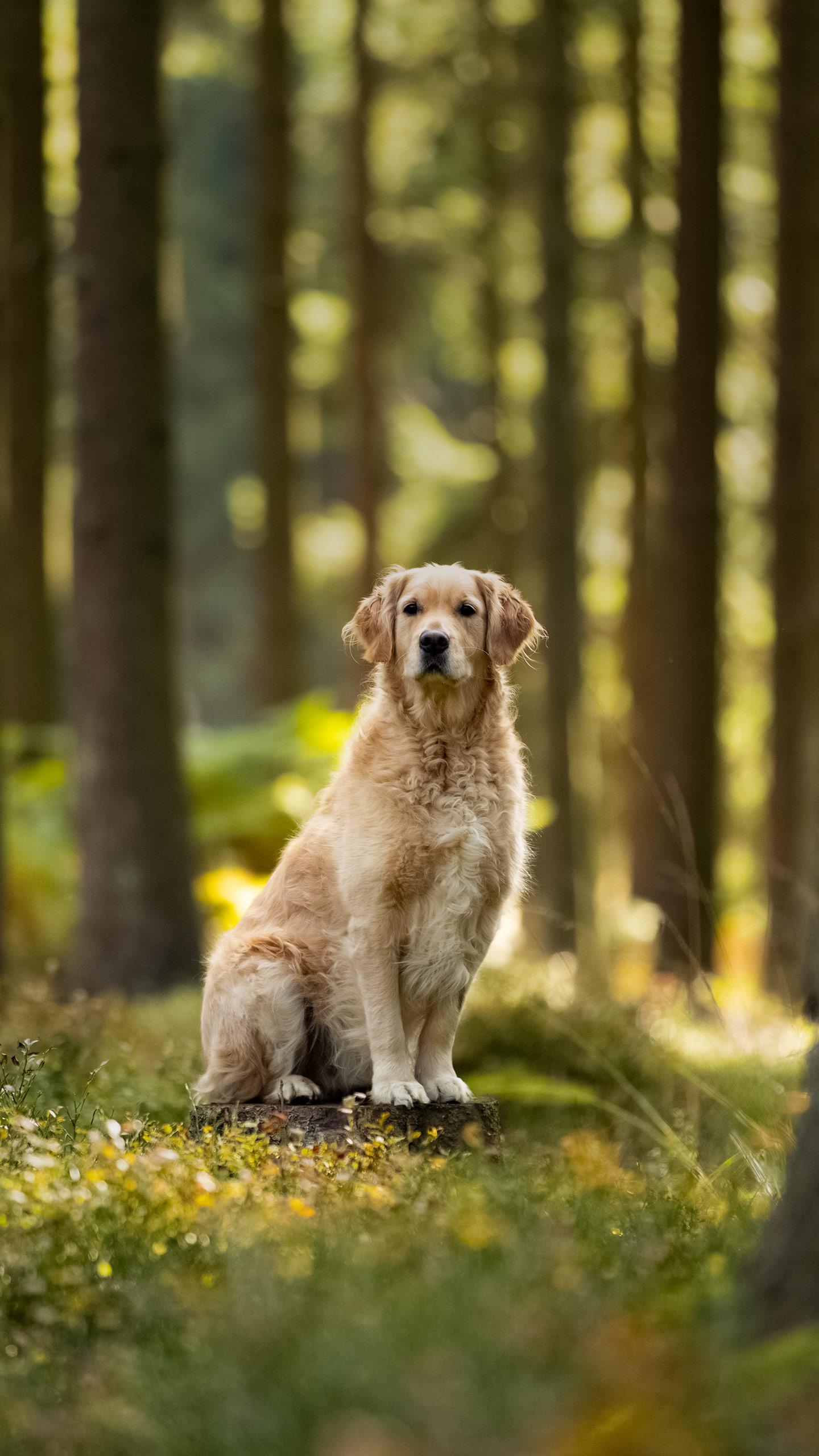 Miss Manners Addresses Hurtful Comments on Pet's Weight