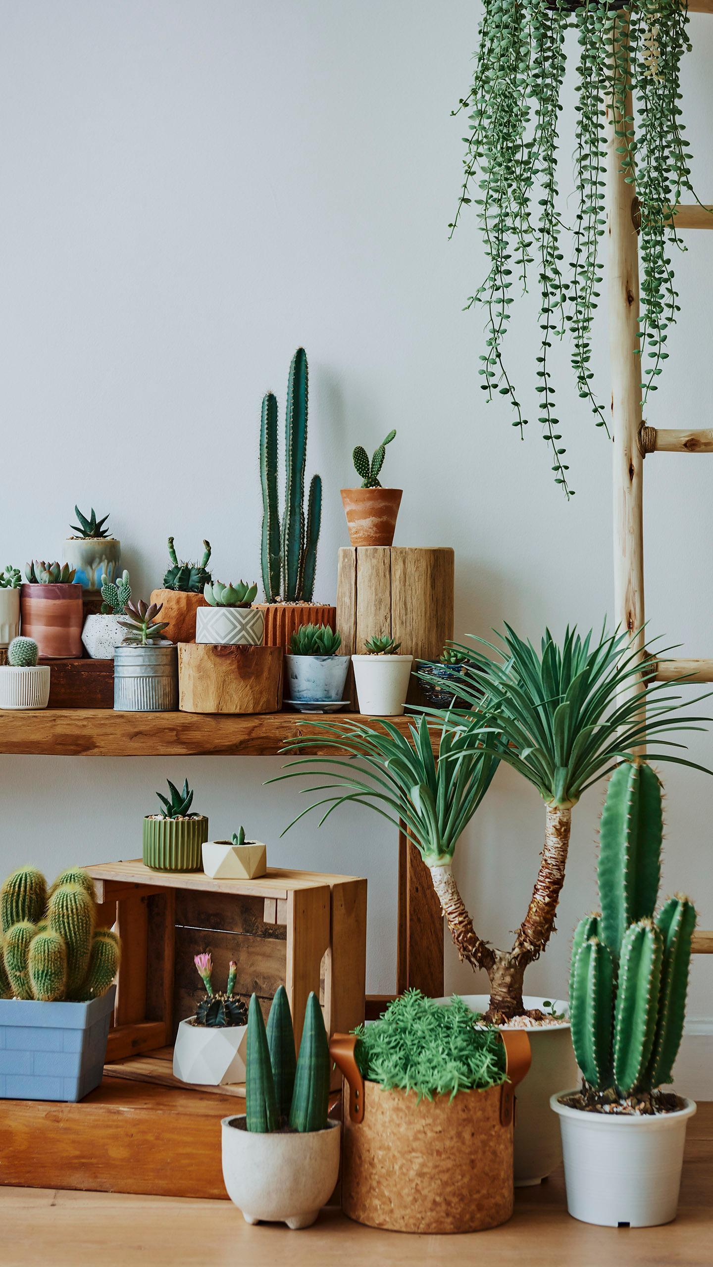 Stanford Researchers Identify Optimal Indoor Plant Levels for Mental Wellbeing