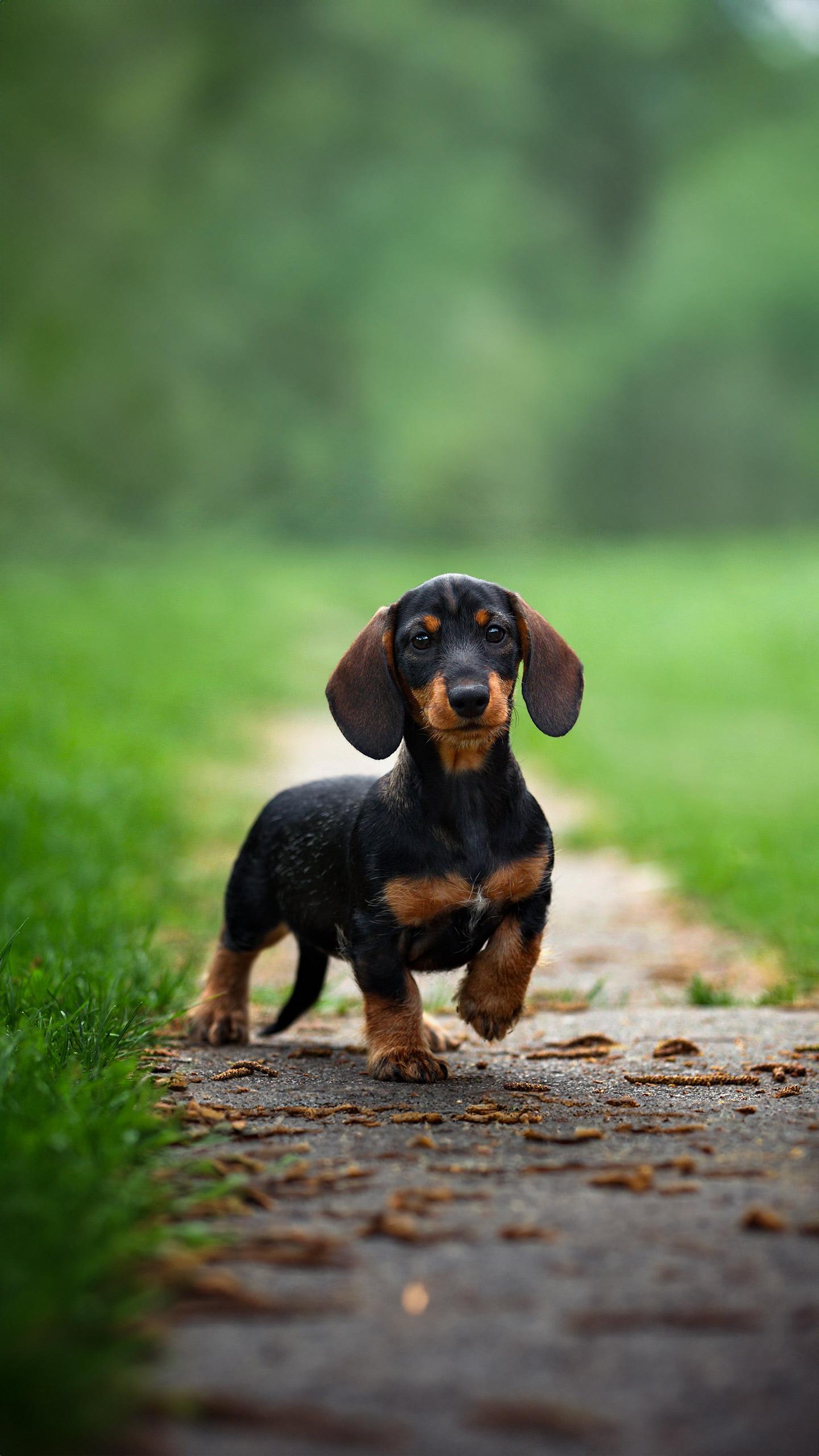 Dachshund's Heartwarming Reunion with Her Puppies Goes Viral