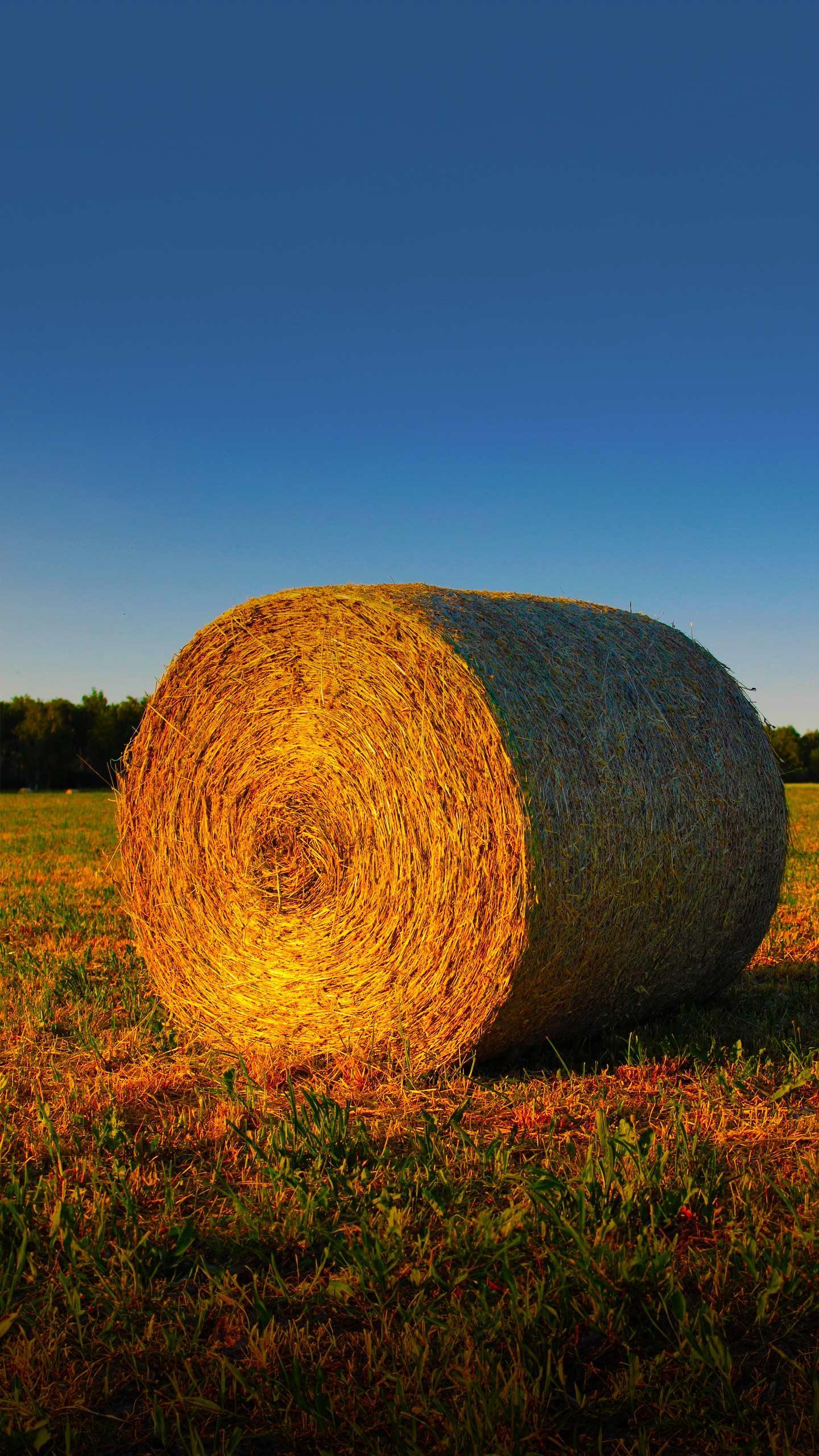 University of Florida Students Integrate Art and Agriculture in Hay Bale Exhibit to Highlight Small Farms