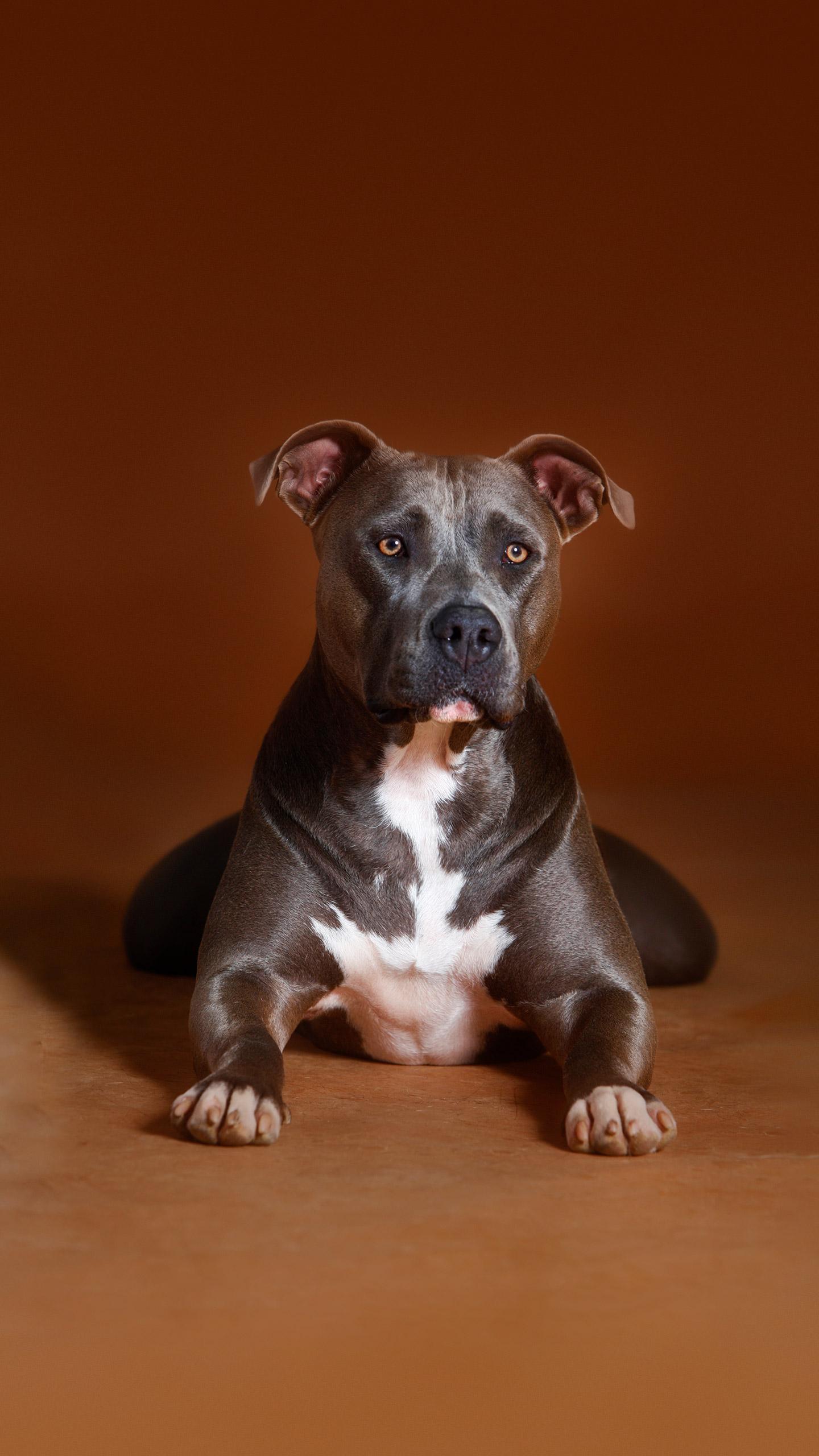 Pit Bull's Bond with Foster Dog Sparks Viral Attention and Adoption Consideration
