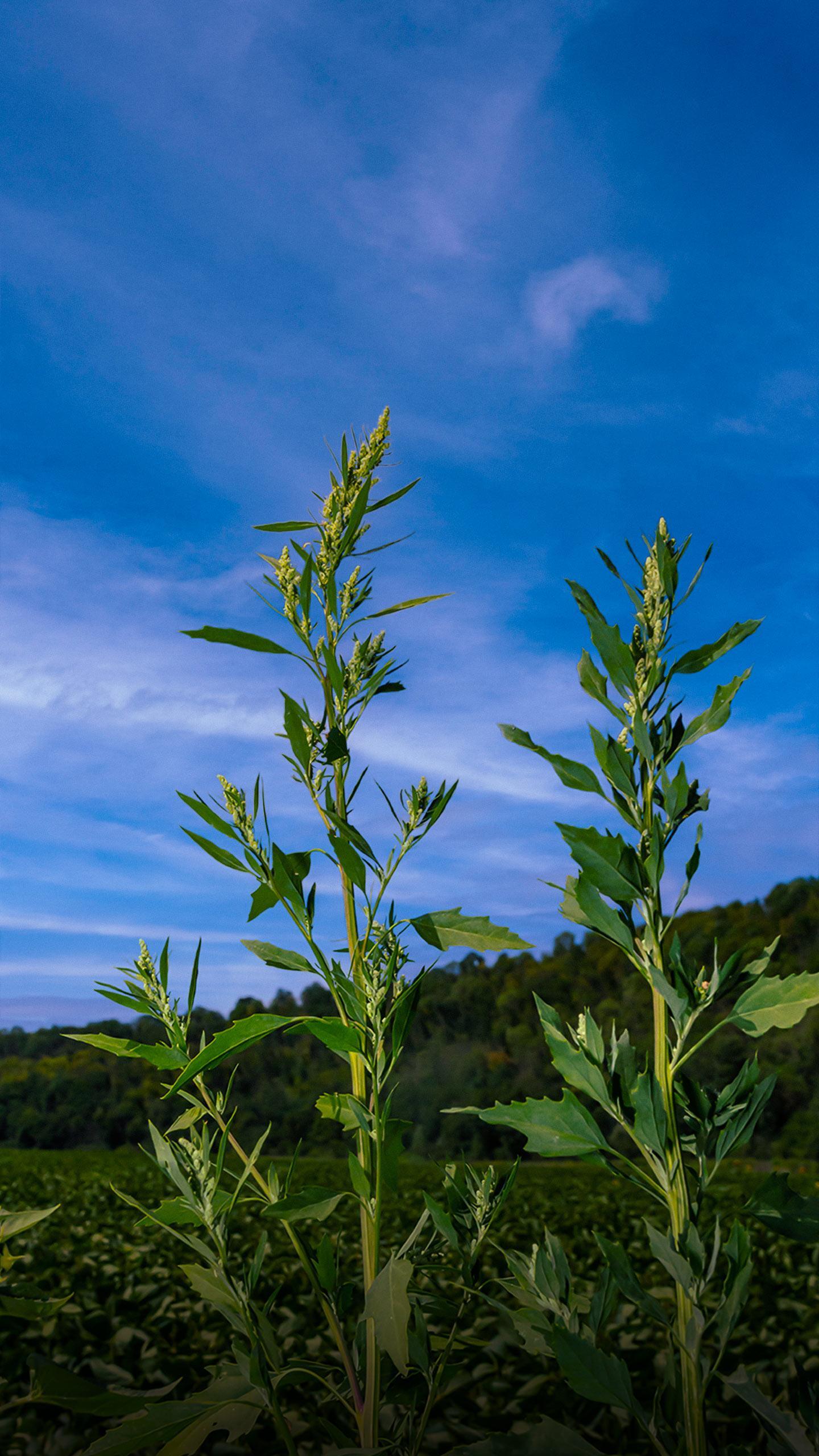 Native American Agriculture: The 'Three Sisters' and Their Cultural Significance