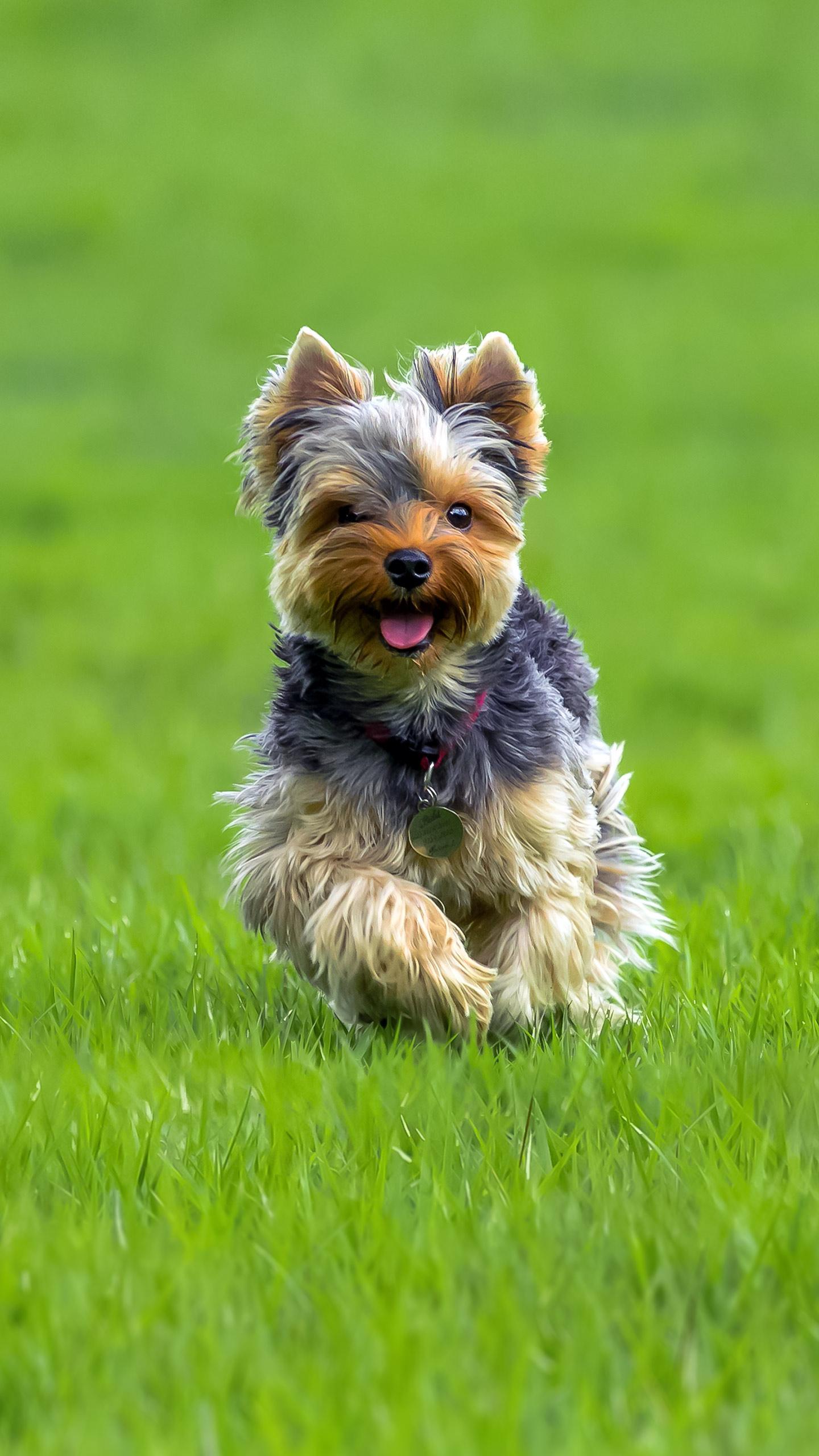 Second Chance Animal Rescue Supports Yorkie Puppy Cannoli's Recovery After Surgery