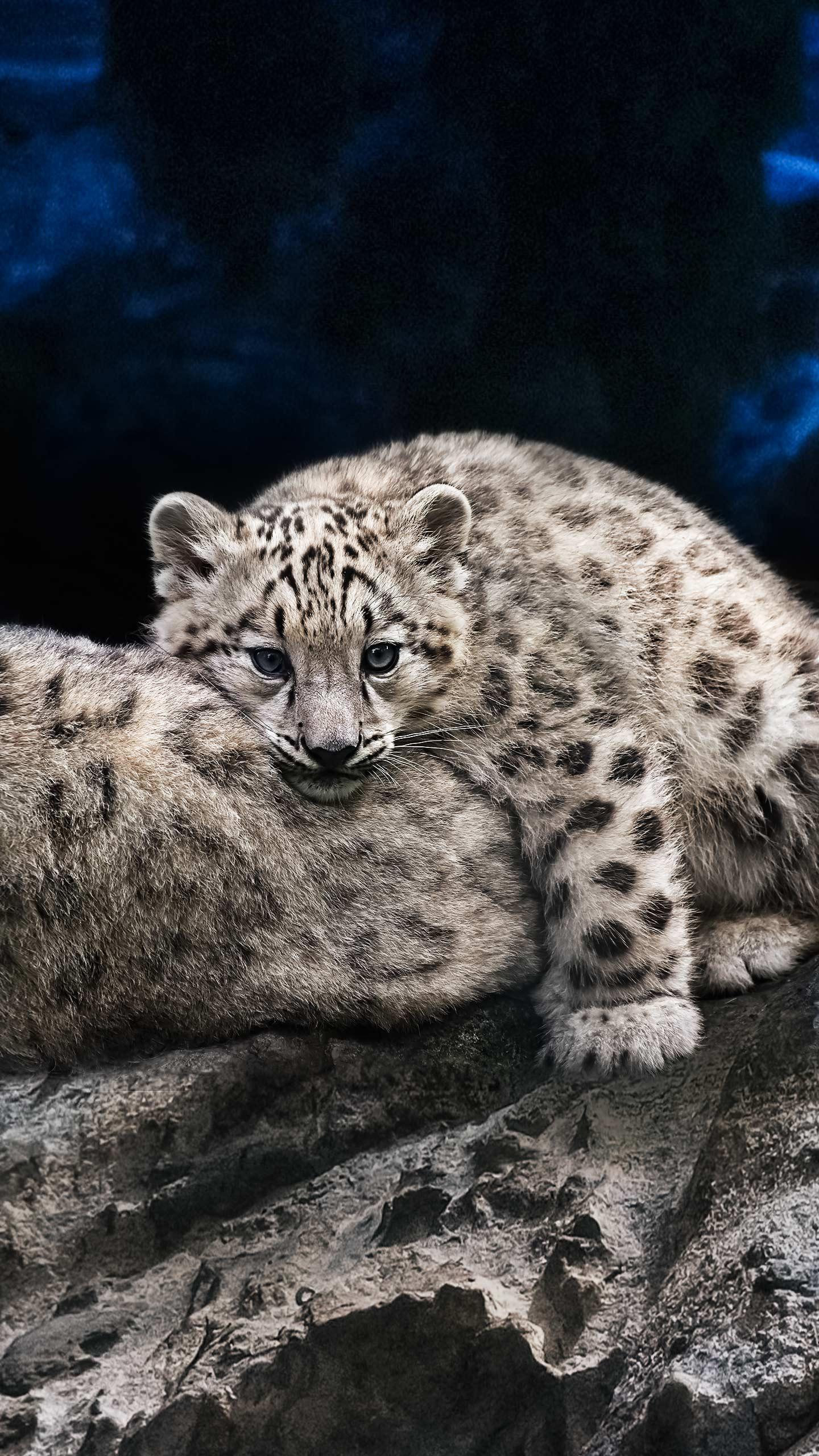 Michigan Zoo Introduces Snow Leopard Cub to Halloween Pumpkin