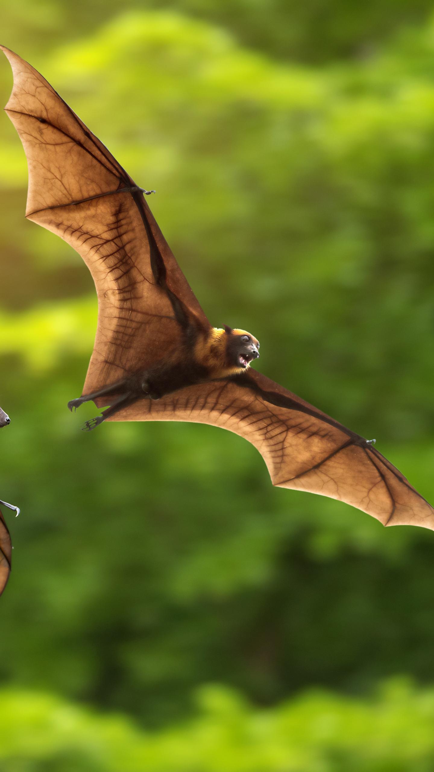 Study Reveals Uneven Distribution of Viral Epidemic Potential Across Bat Species